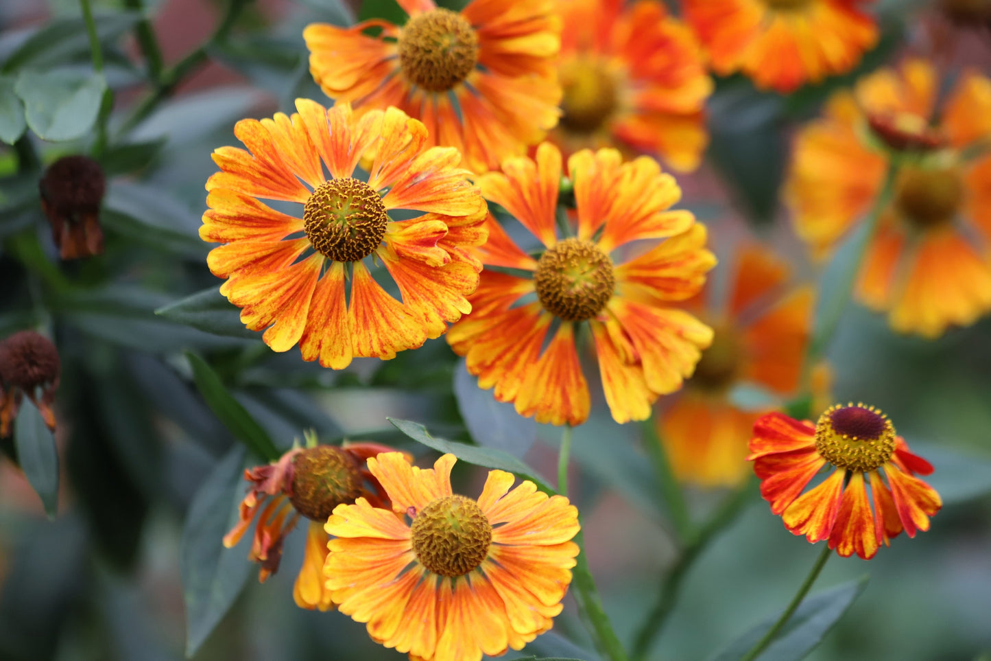 100 HELENIUM ' AUTUMN LEAVES ' Mix Helenium Autumnale Sneezeweed Mixed Colors Flower Seeds