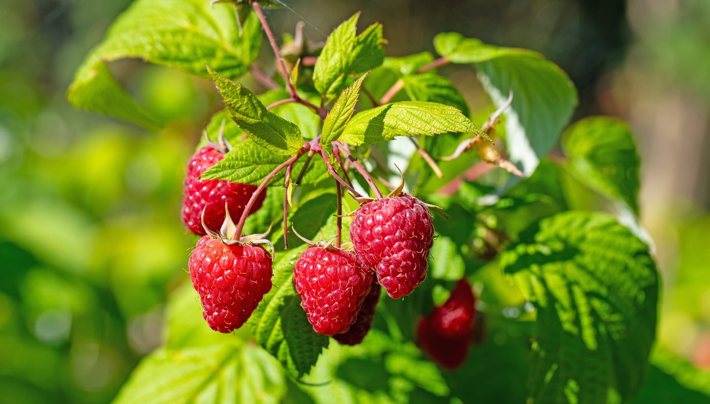 100 RED RASPBERRY Rubus Idaeus Fruit Bush Vine Seeds