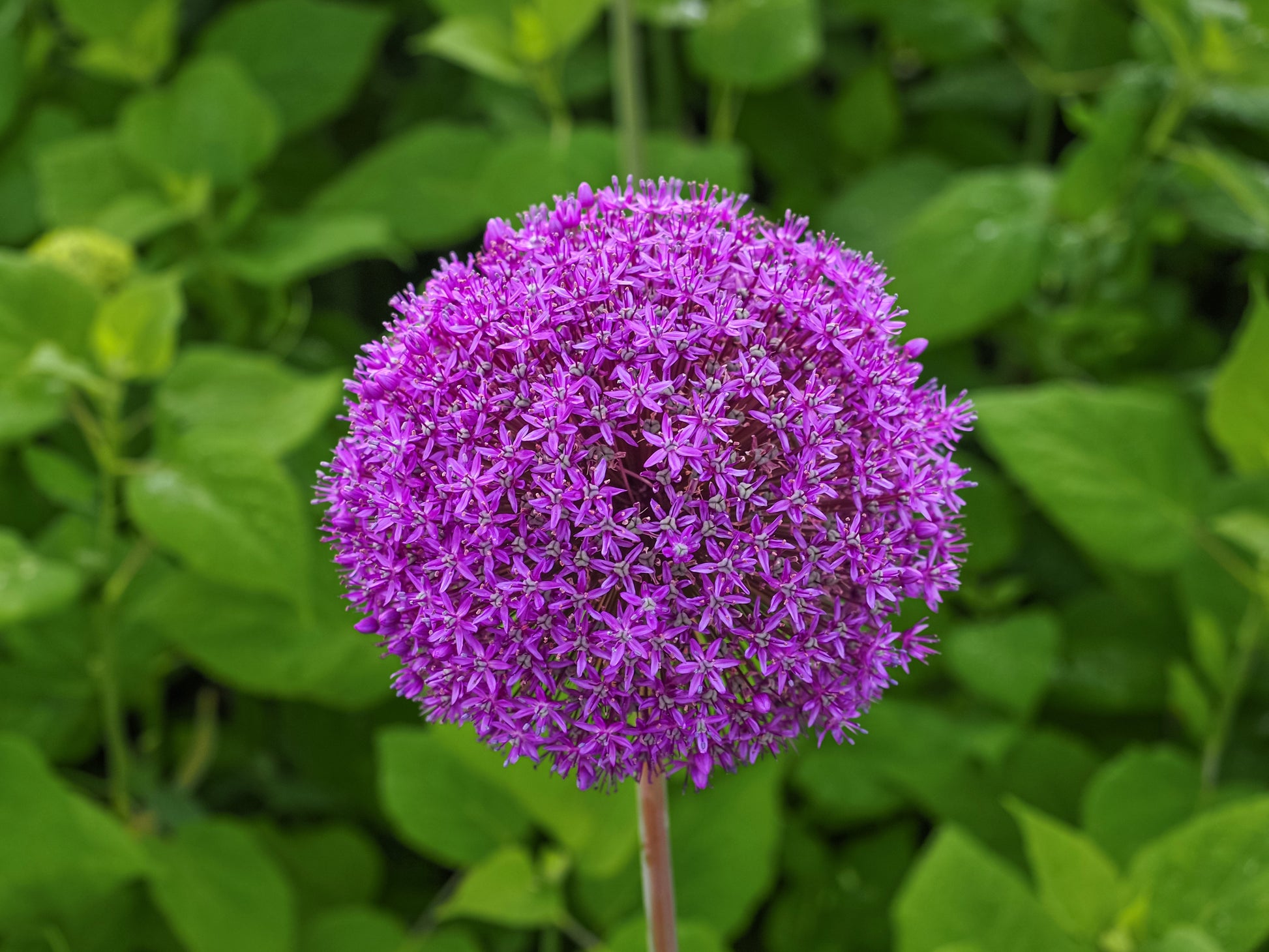 25 giant allium allium giganteum purple globe flower seeds 25 GIANT ALLIUM Allium Giganteum Purple Globe Flower Seeds