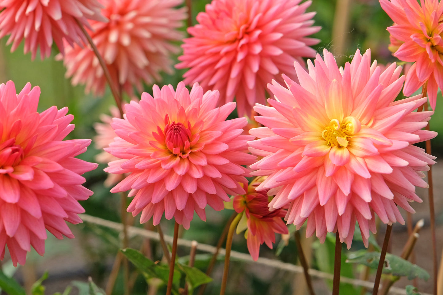 25 CACTUS DOUBLE DAHLIA Mix Variabilis Mixed Colors Hummingbird Flower Seeds