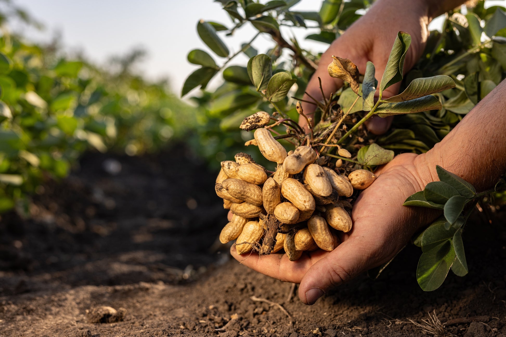 peanut seeds for planting near me 15 Seeds ' JUMBO ' VIRGINIA PEANUT Arachis Hypogaea Perennial Nut Plan – Seedville USA