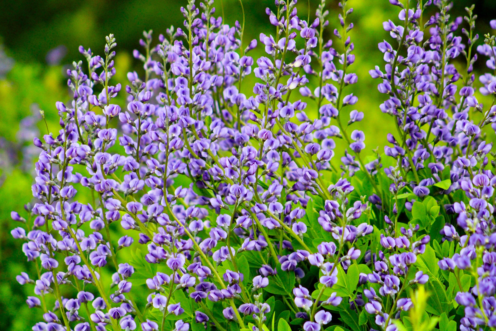 baptista flower seeds 50 BLUE WILD INDIGO (False Indigo) Baptisia Australis Flower Seeds