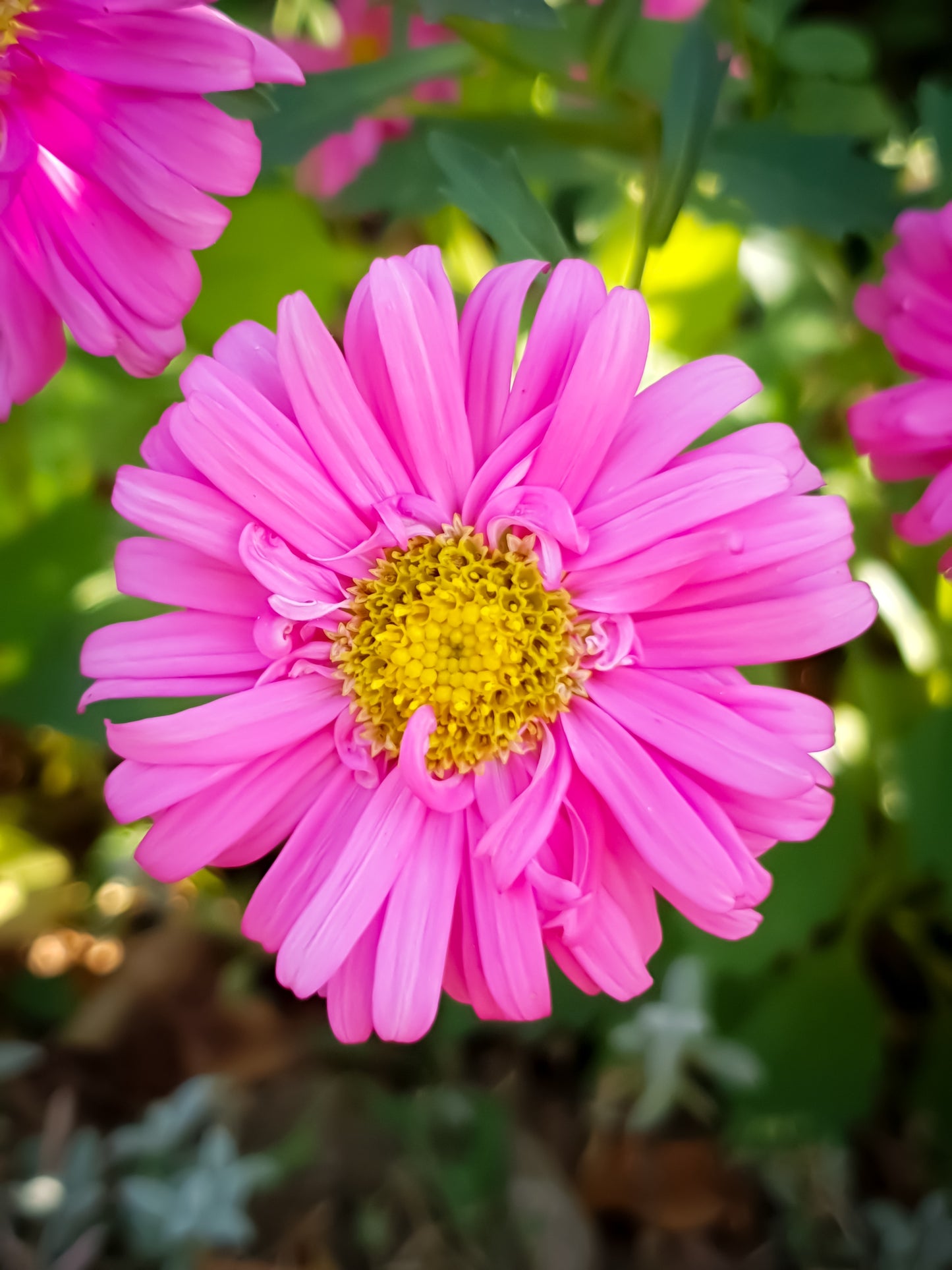 250 MIXED Colors CHINA ASTER Callistephus Chinensis Flower Seeds