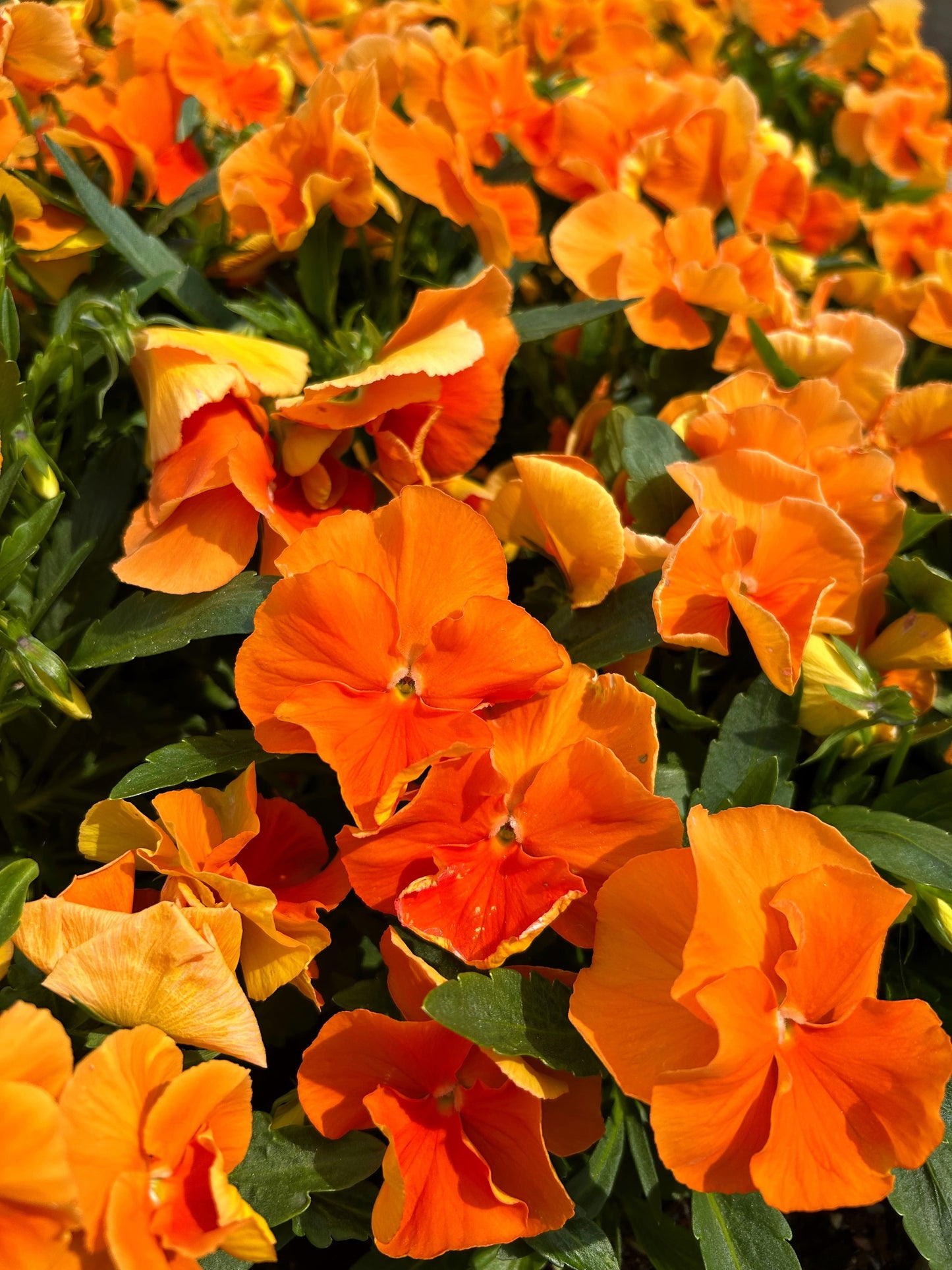 50 ORANGE SUN PANSY Swiss Giant Viola Wittrockiana Flower Seeds