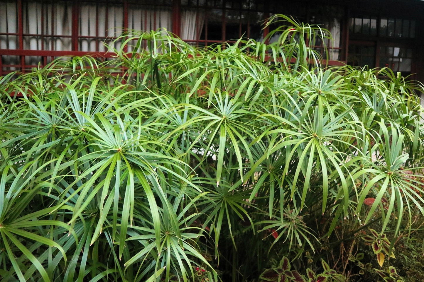 50 UMBRELLA PLANT CYPERUS Alternifolius Papyrus Grass Umbrella Palm Flower Seeds