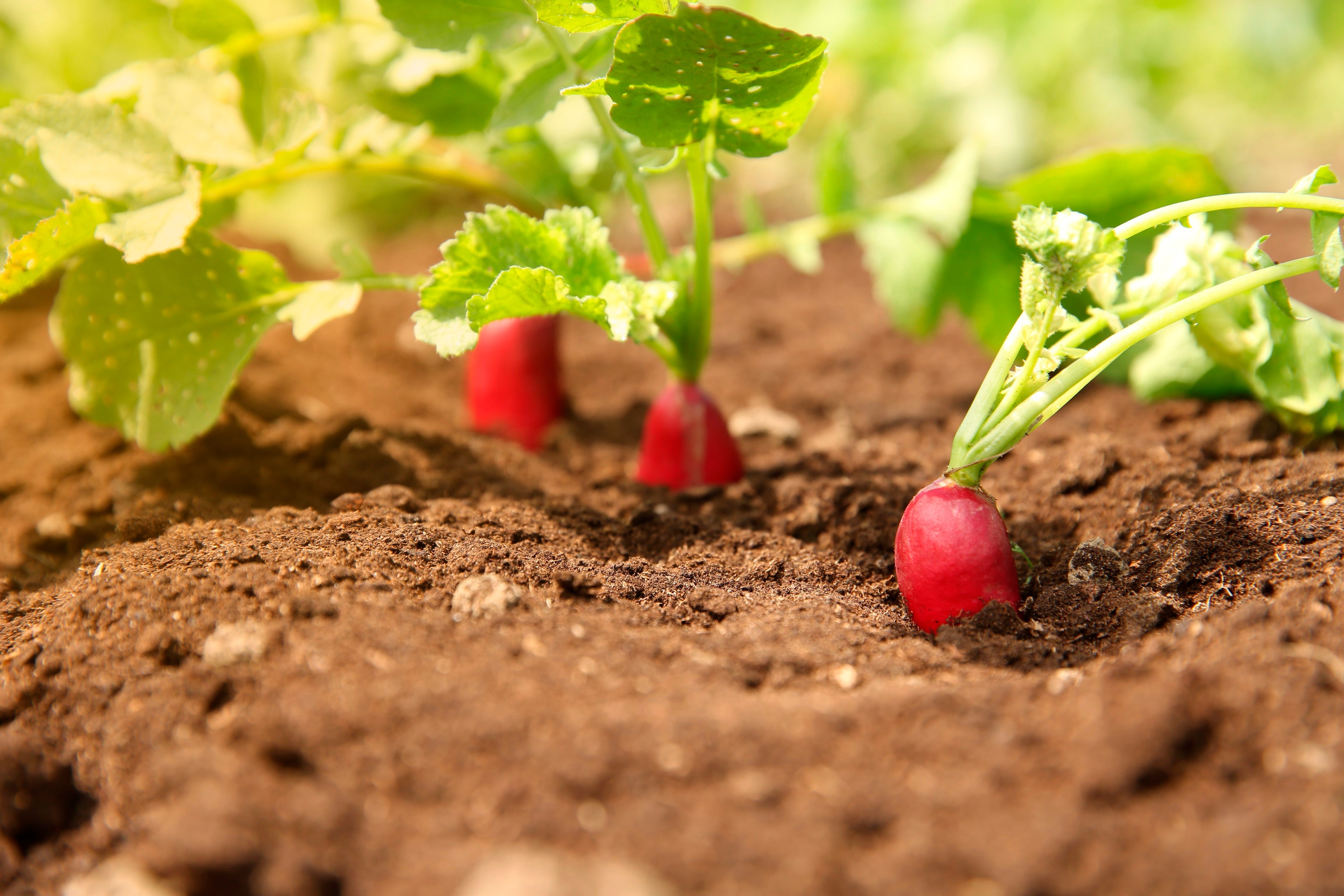 250 RED Arrow SPROUTING RADISH MiniGreen Daikon Raphanus Sativus