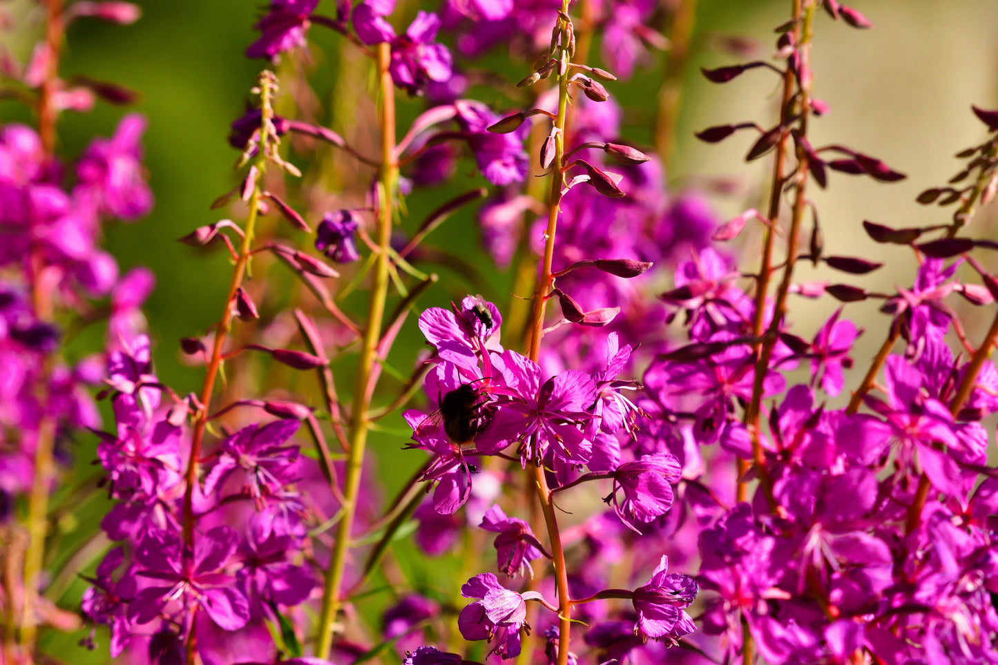 1000 PINK WINGED LOOSESTRIFE Lythrum Alatum Flower Seeds