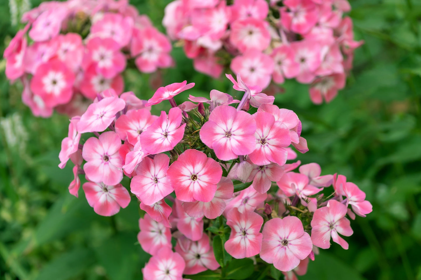 100 PHLOX OF SHEEP Pastel Mix Phlox Drummondii Multicolor Flower Seeds