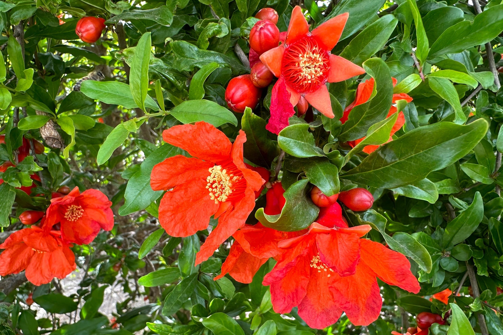pomegranate seeds for planting for sale 25 POMEGRANATE TREE Punica Granatum Red Fruit Seeds – Seedville USA