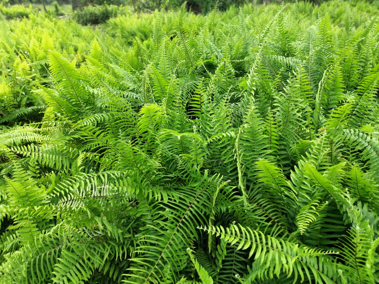 1500 Western SWORD FERN Giant Holly Swordfern Polystichum Munitum Aspidium Solitarium Spores Seeds