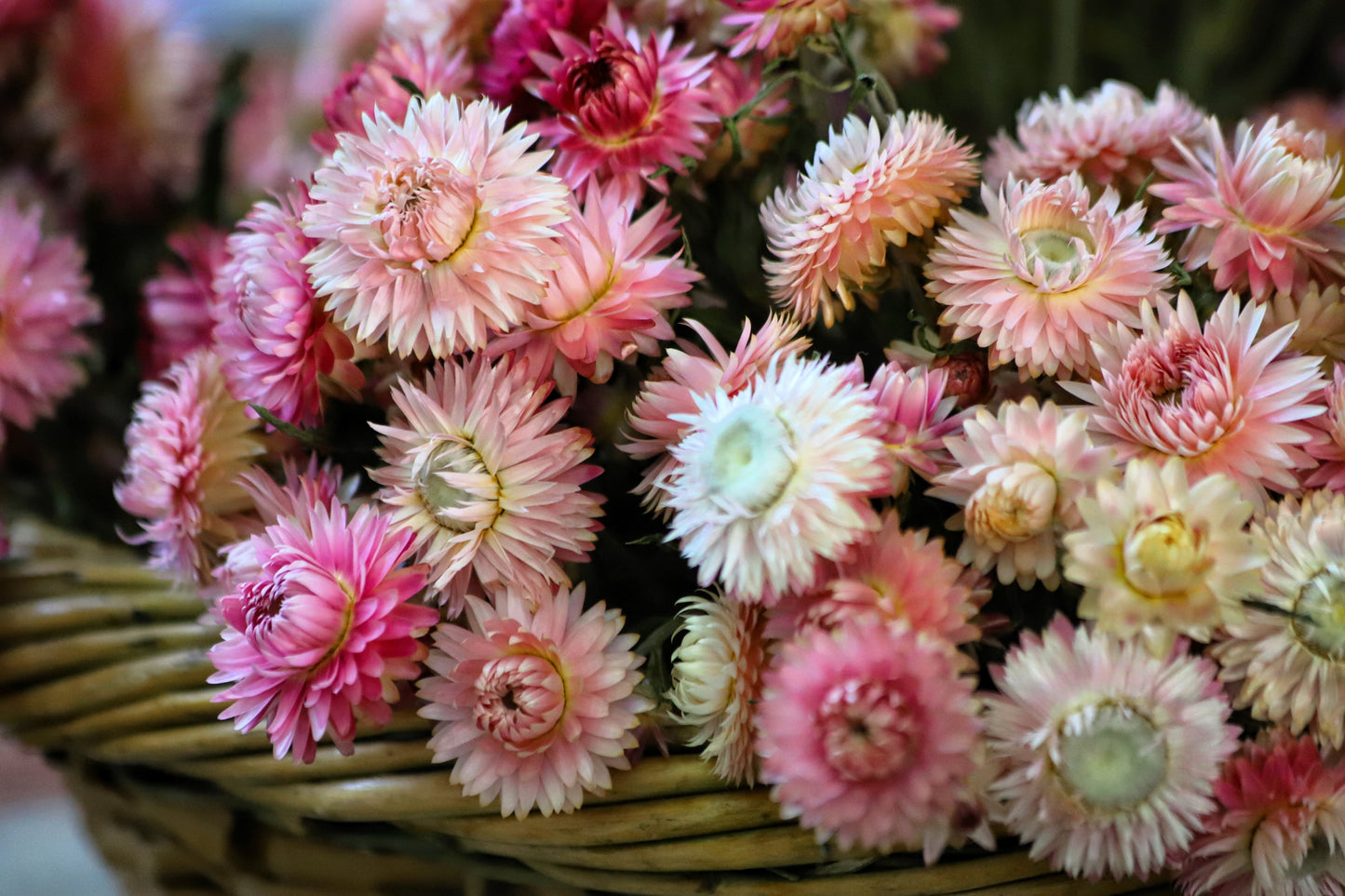 100 TALL Double MIXED Colors STRAWFLOWER Xerochrysum Bracteatum Helichrysum Monstrosum Flower Seeds
