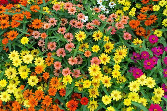 250 Mixed Colors CLASSIC ZINNIA Linearis Angustifolia Narrow Leaf Creeping Mexican Flower Seeds