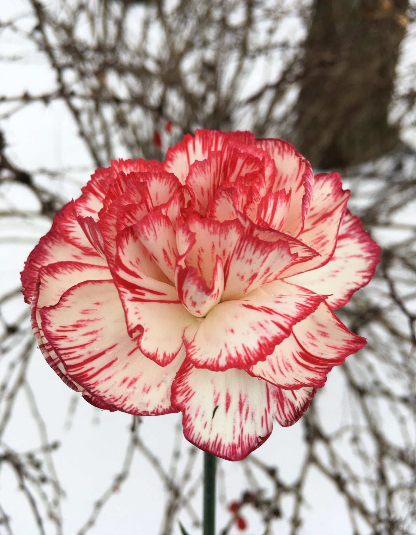 50 Avranchin RED & WHITE CARNATION Dianthus Caryophyllus Chabaud Flower Seeds