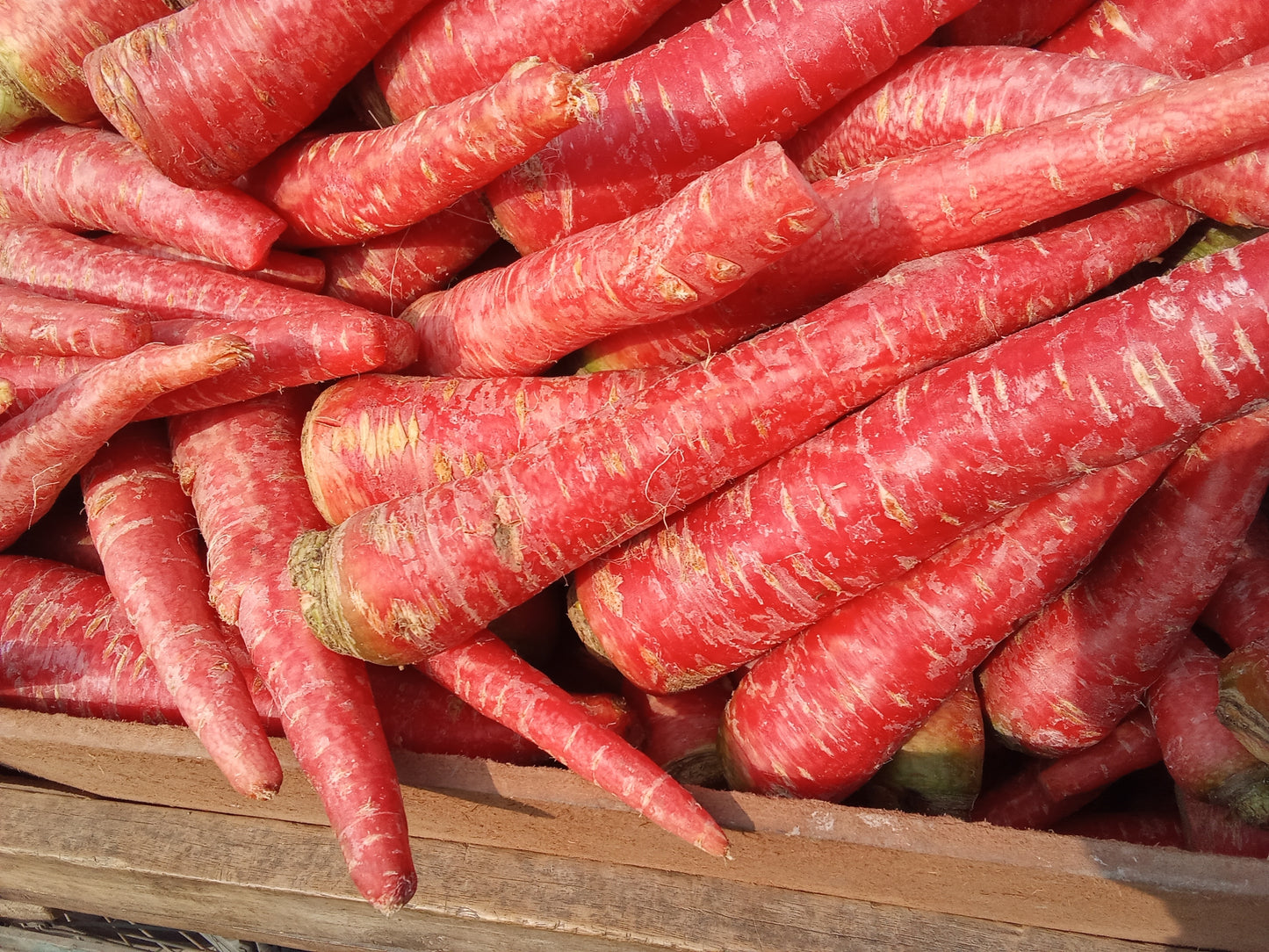 400 ATOMIC RED CARROT Daucus Carota Vegetable Seeds