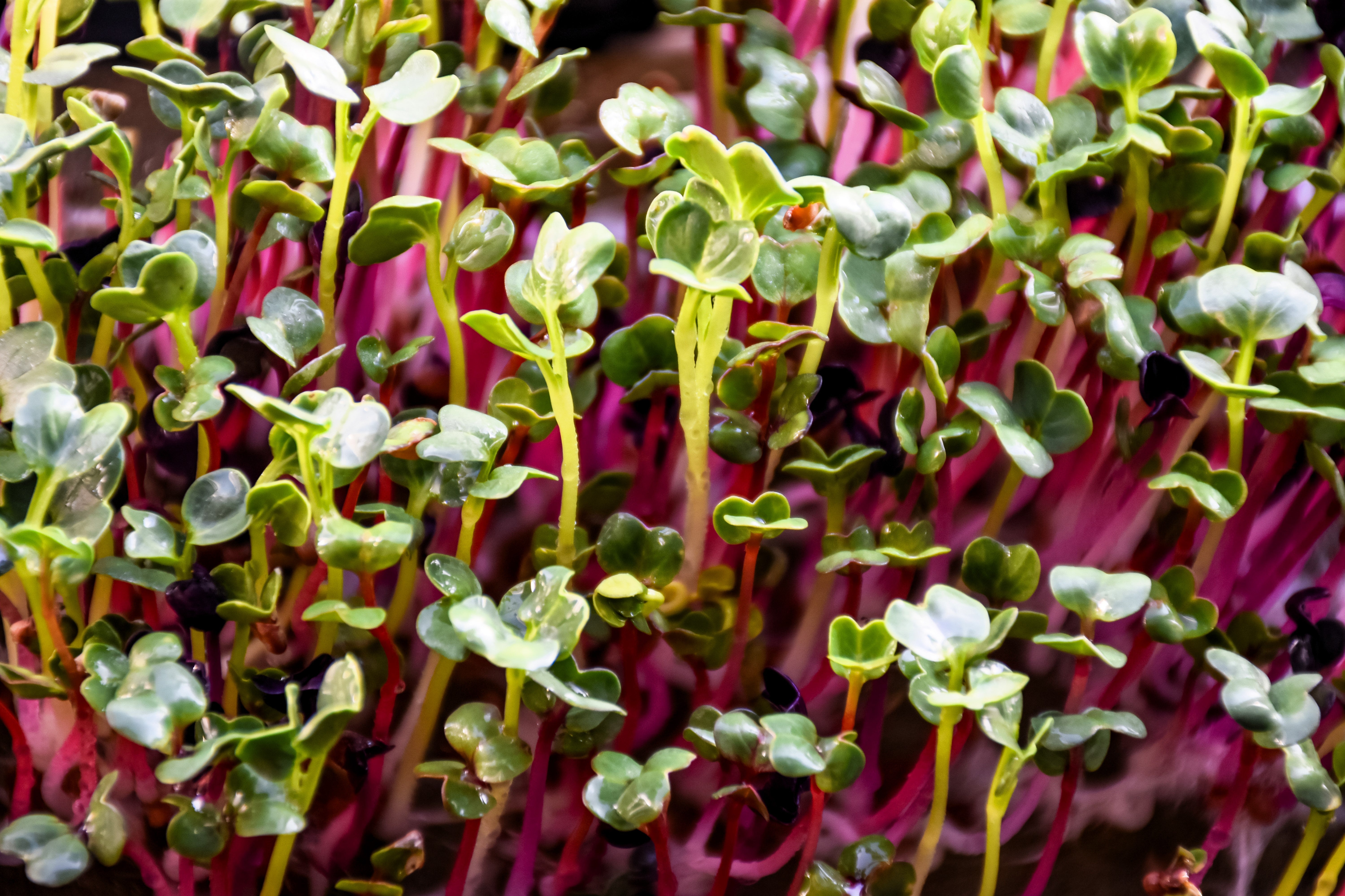 250 RED Arrow SPROUTING RADISH MiniGreen Daikon Raphanus Sativus