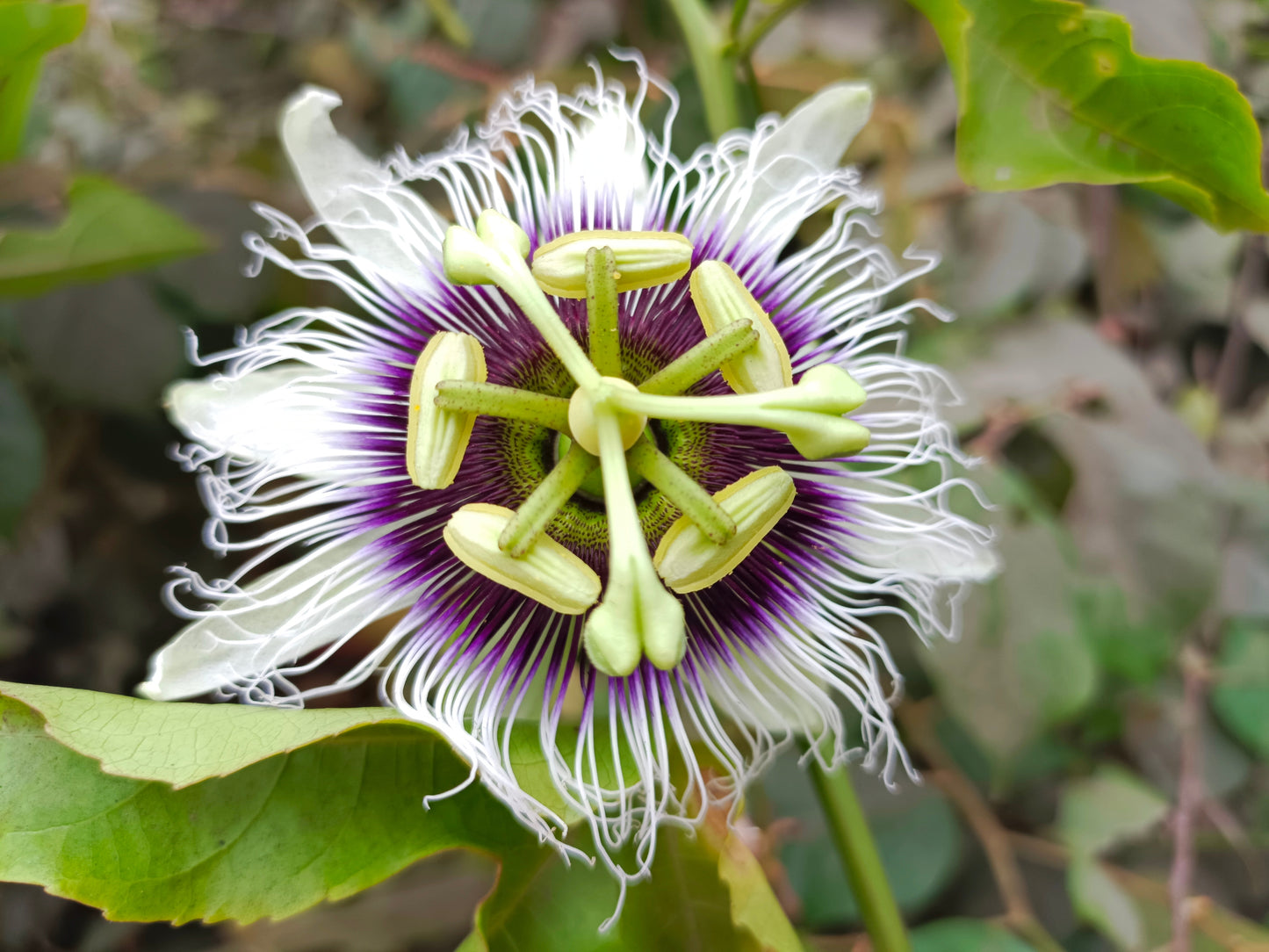 10 YELLOW PASSION FRUIT Vine Passiflora Edulis Flavicarpa Golden Passionfruit Purple & White Flower Seeds