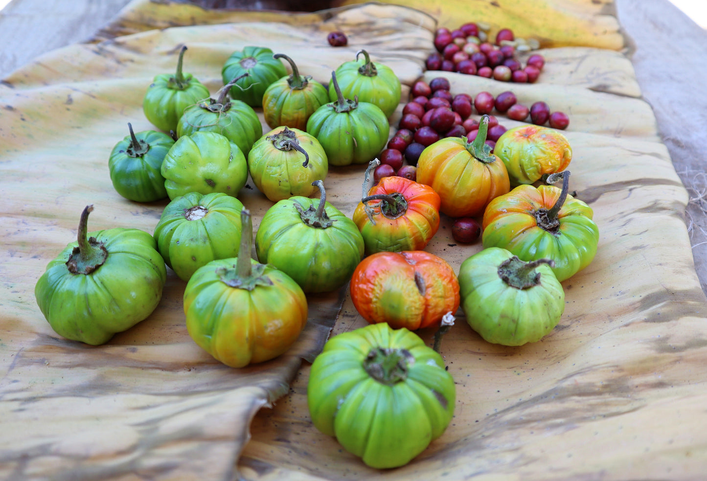 25 TURKISH ORANGE EGGPLANT Scarlet Solanum Aethiopicum Fruit Vegetable Seeds