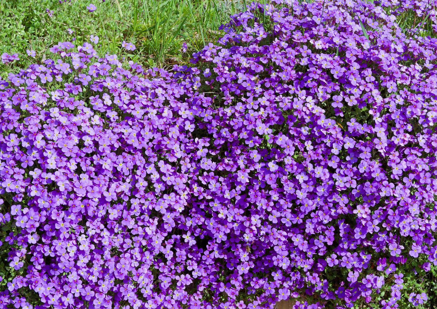 500 PURPLE ROCKCRESS Rock Cress Aubrieta Deltoidea Flower Seeds