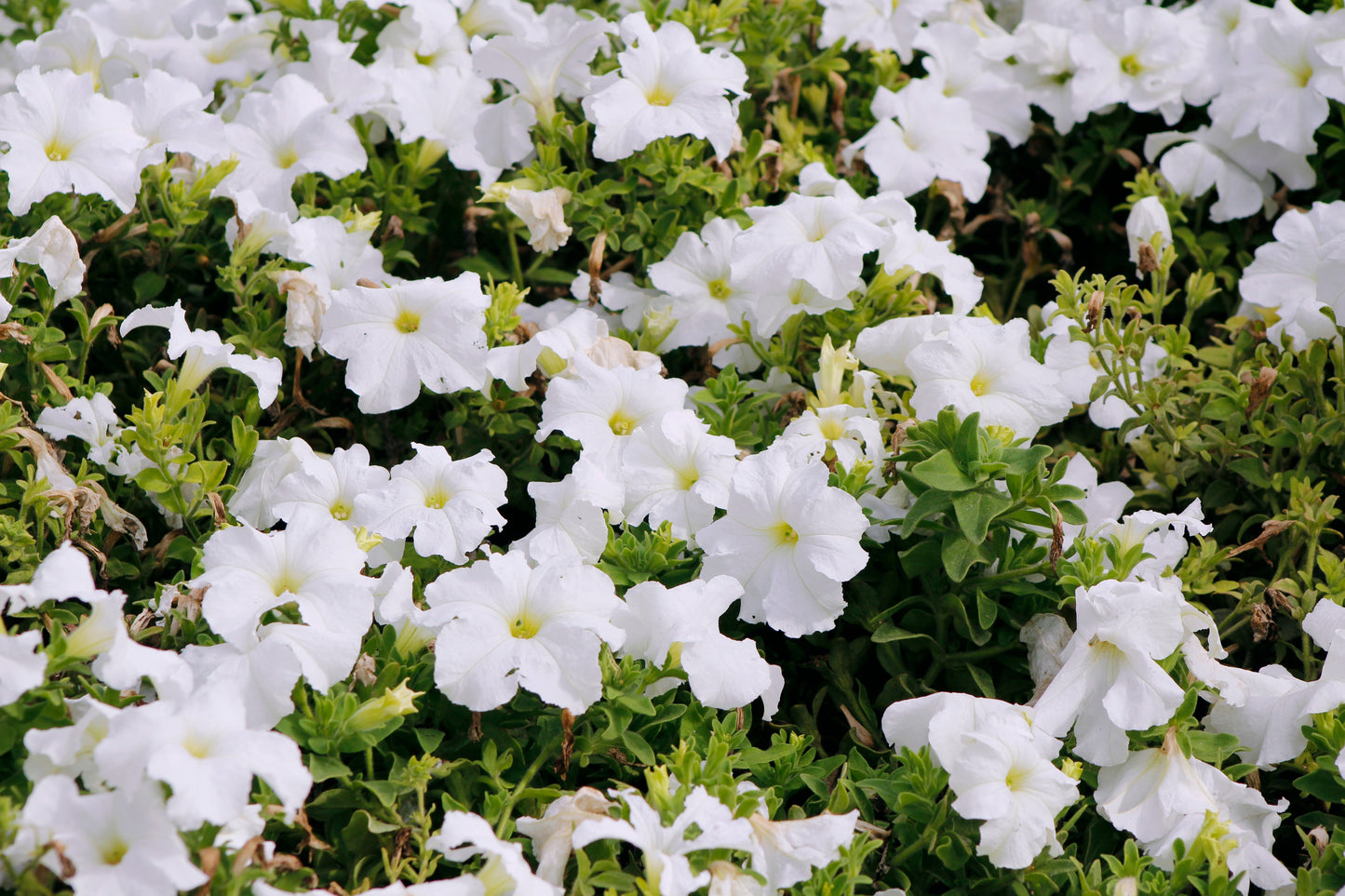 25 WHITE PETUNIA Grandiflora Flower Seeds