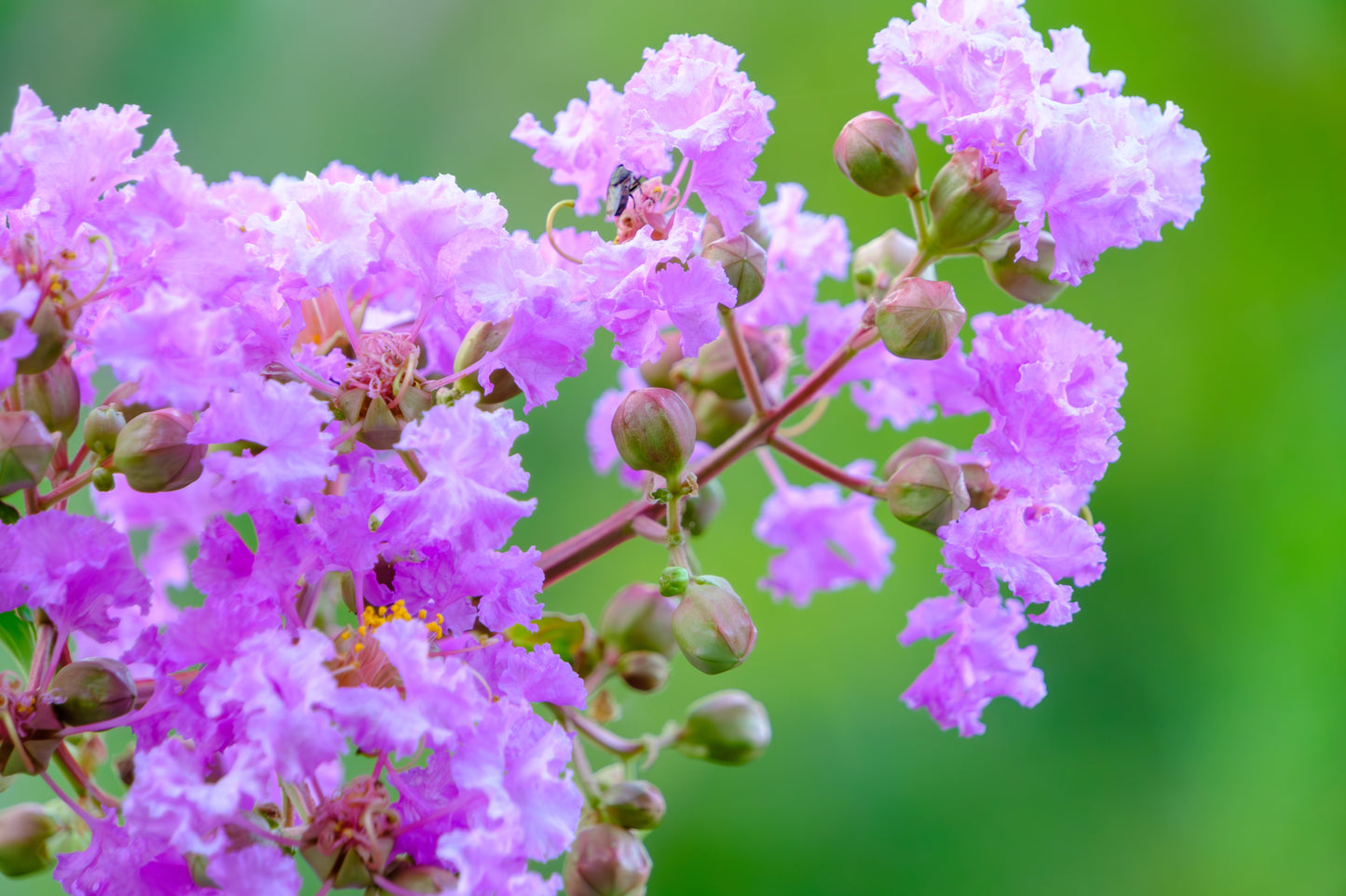 35 LILAC Light Purple CREPE MYRTLE Lagerstroemia Indica Flowering Shrub Bush Small Tree Seeds