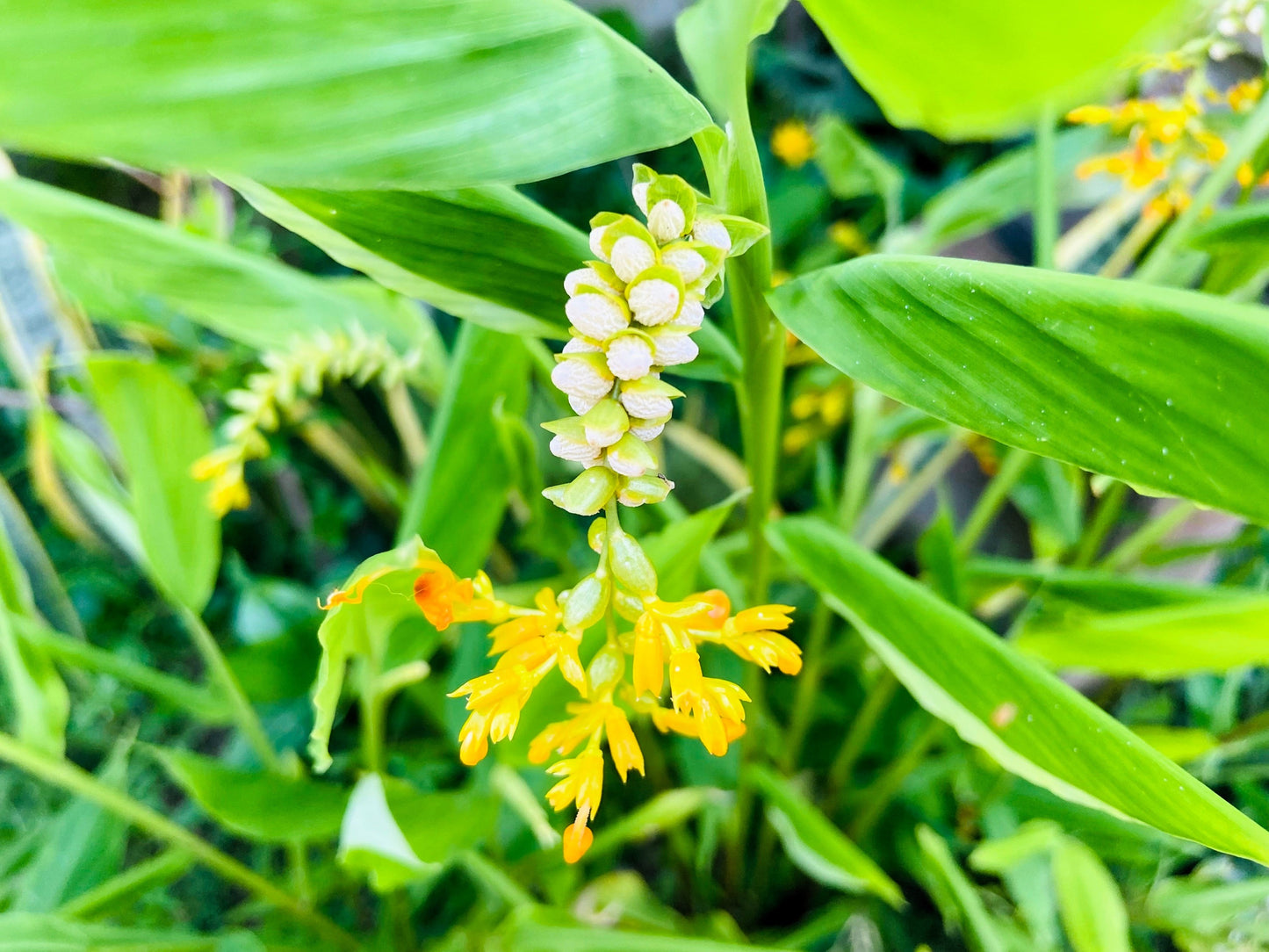 10 DANCING GIRL GINGER Globba Schomburgkii Yellow Fairy Ginger Houseplant Shade Flower Seeds