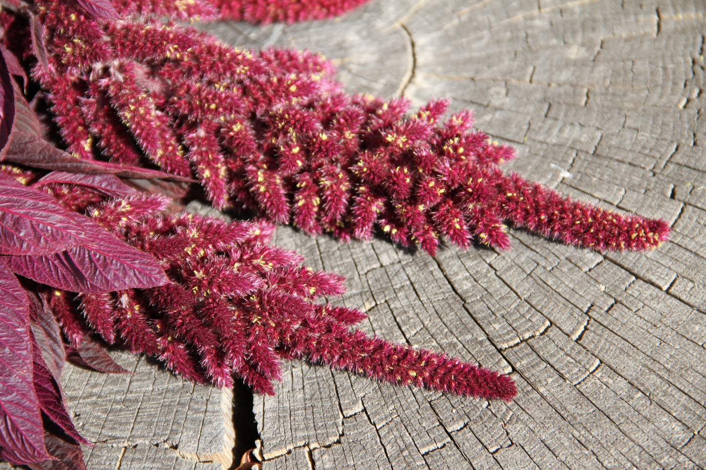 500 MIDNIGHT RED AMARANTHUS Cruentus Amaranth Flower Leaf Vegetable Seeds