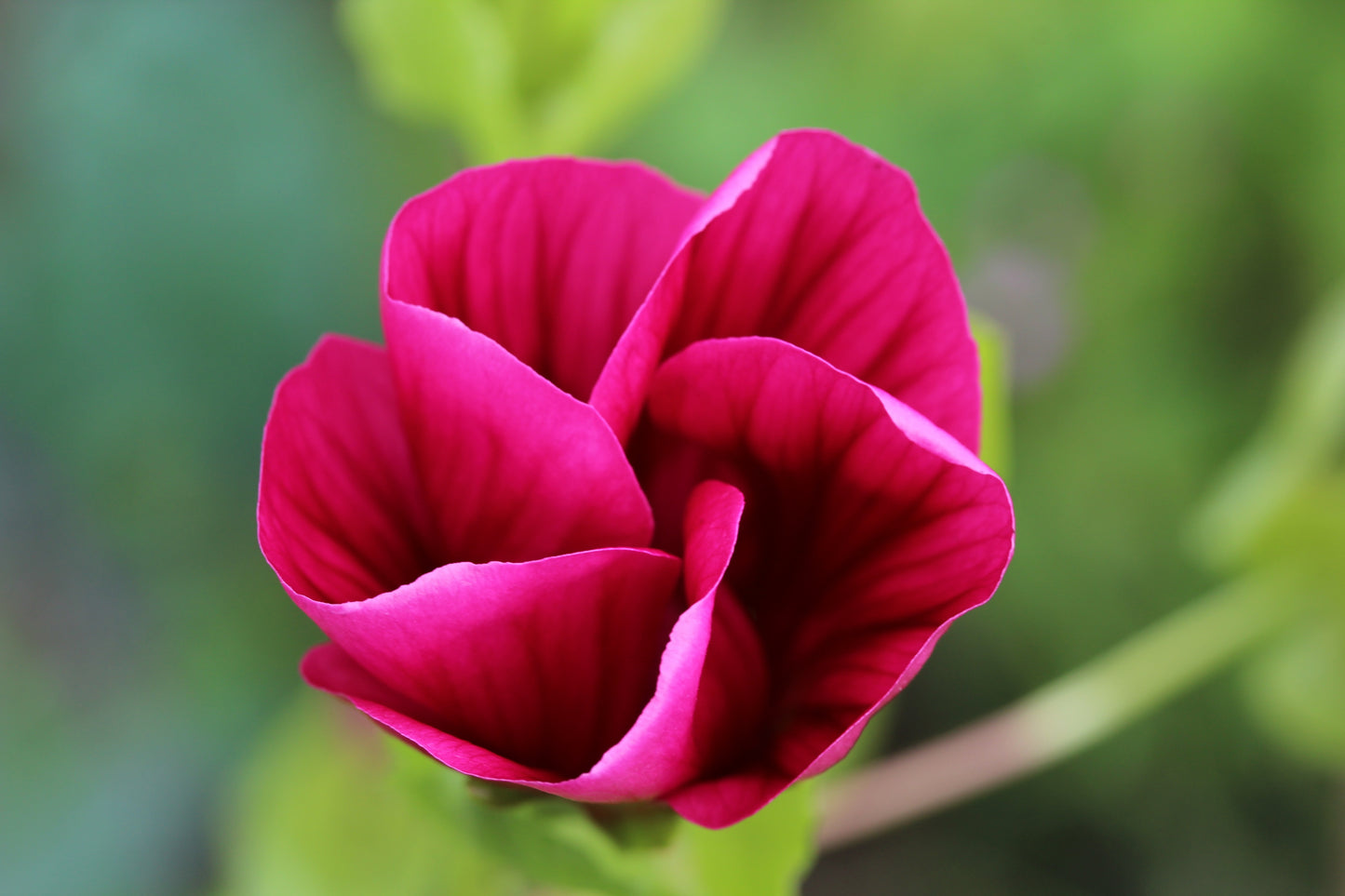 10 VULCAN MALOPE Trifida / Mallowwort / Mallow Flower Seeds