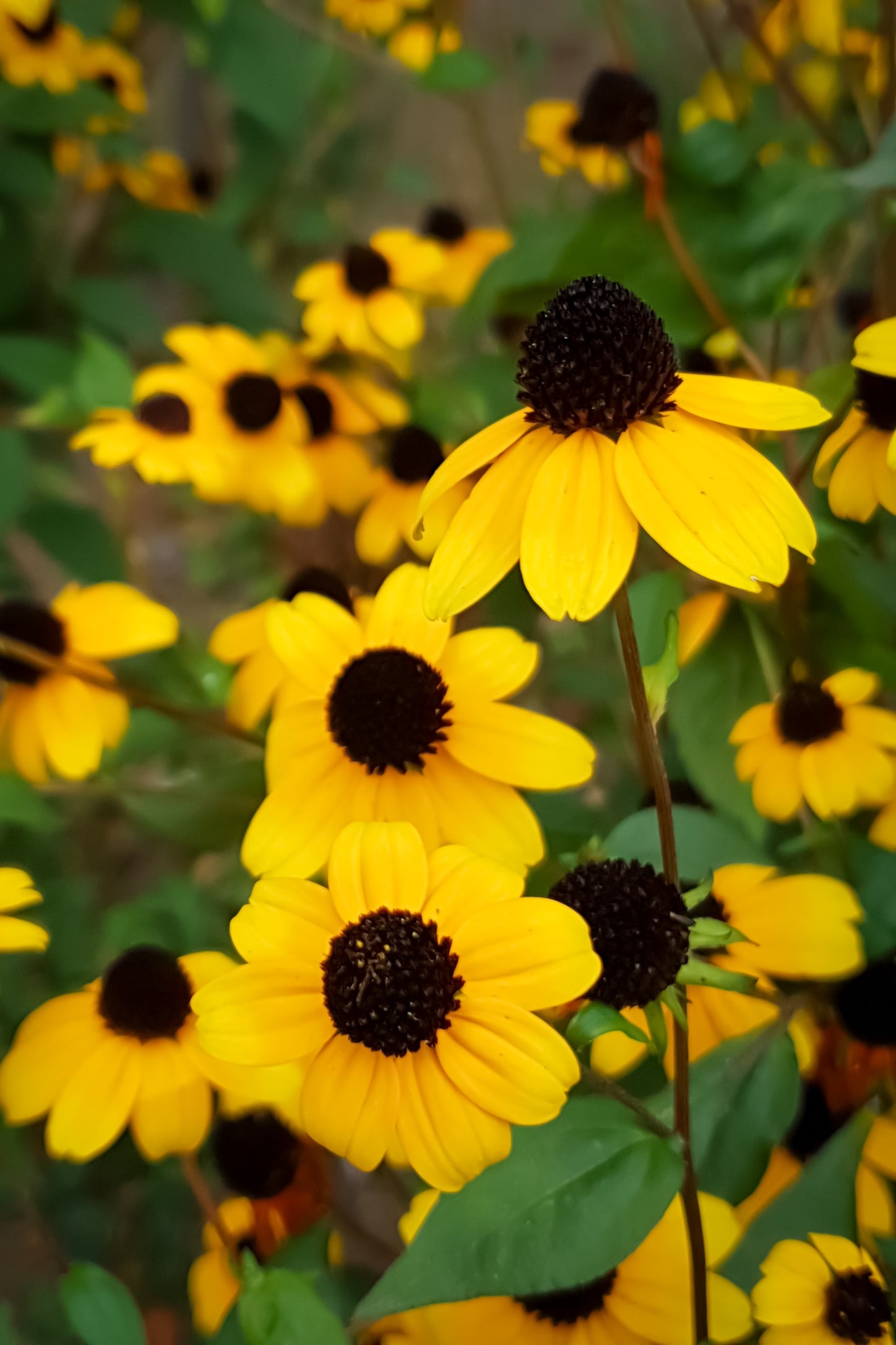 500 BROWN EYED SUSAN Rudbeckia Triloba Flower Seeds