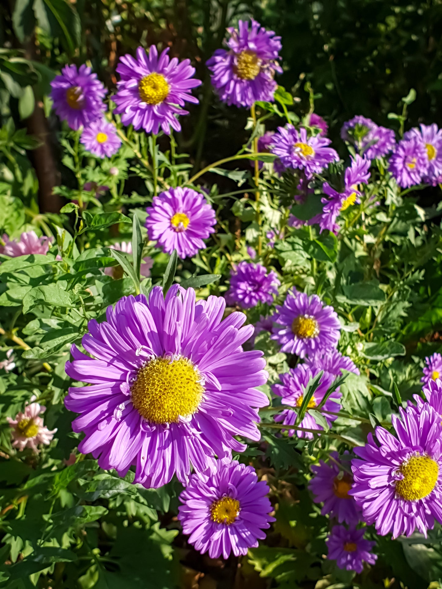 250 MIXED Colors CHINA ASTER Callistephus Chinensis Flower Seeds