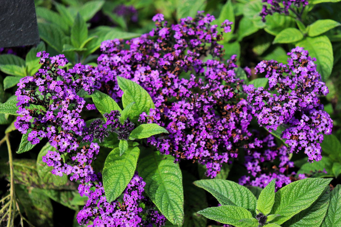 50 Blue MARINE HELIOTROPE Heliotropium Arborescens Flower Seeds