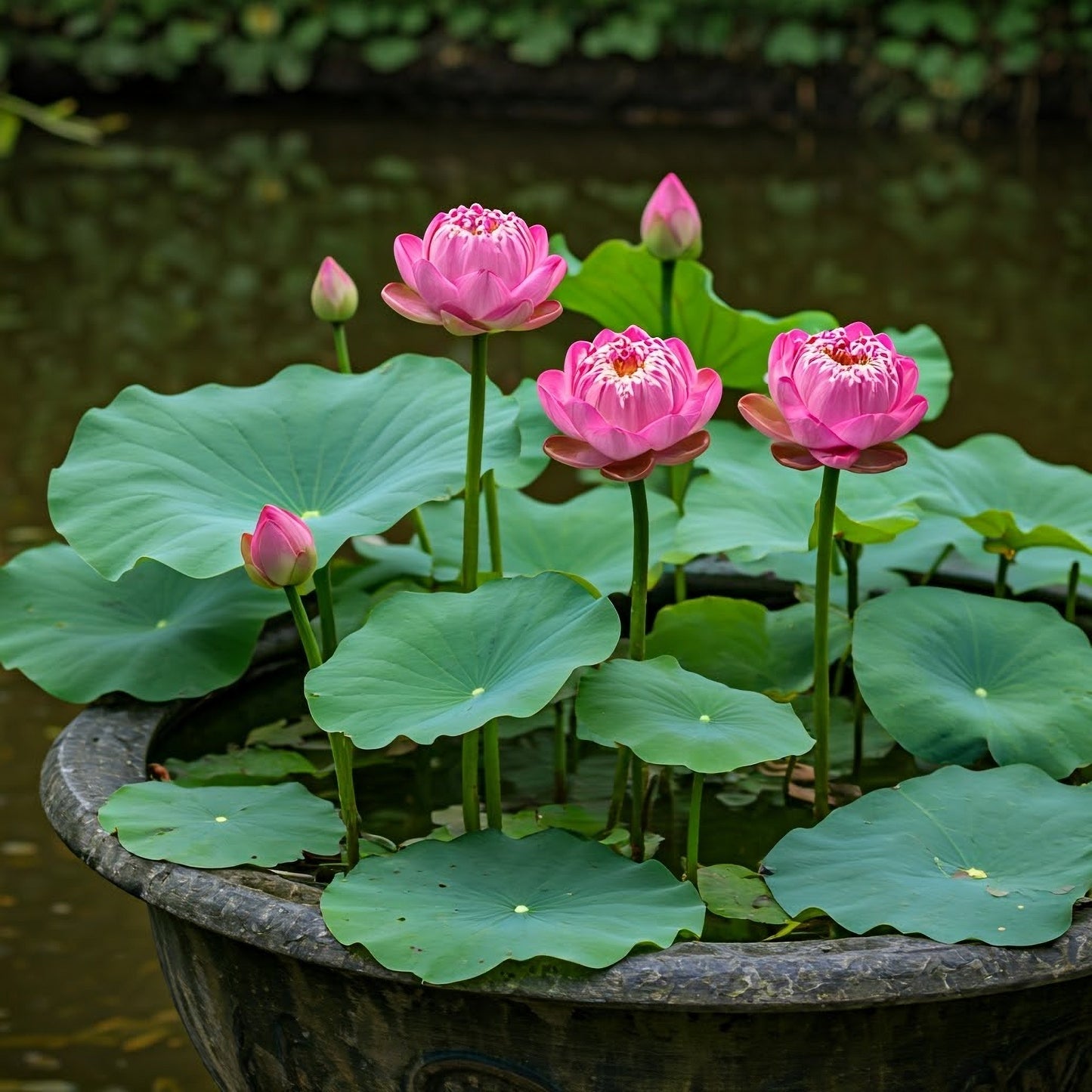 5 BOWL LOTUS Mixed Colors Dwarf Nelumbo Nucifera Aquatic Flower Seeds