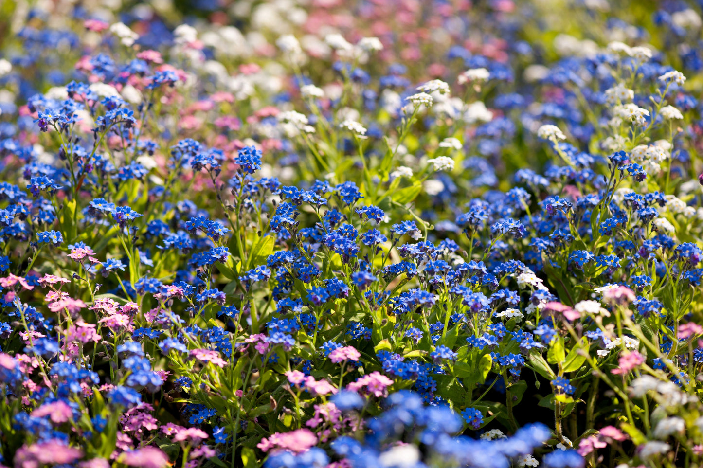 100 Mixed FORGET ME NOT Pink Blue White Mix Myosotis Alpestris Flower Seeds *Flat Shipping