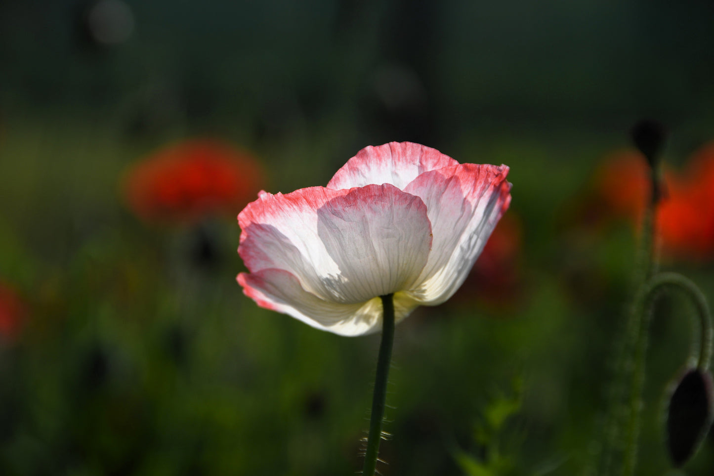 1000 PINK & WHITE POPPY Papaver Somniferum Flower Seeds