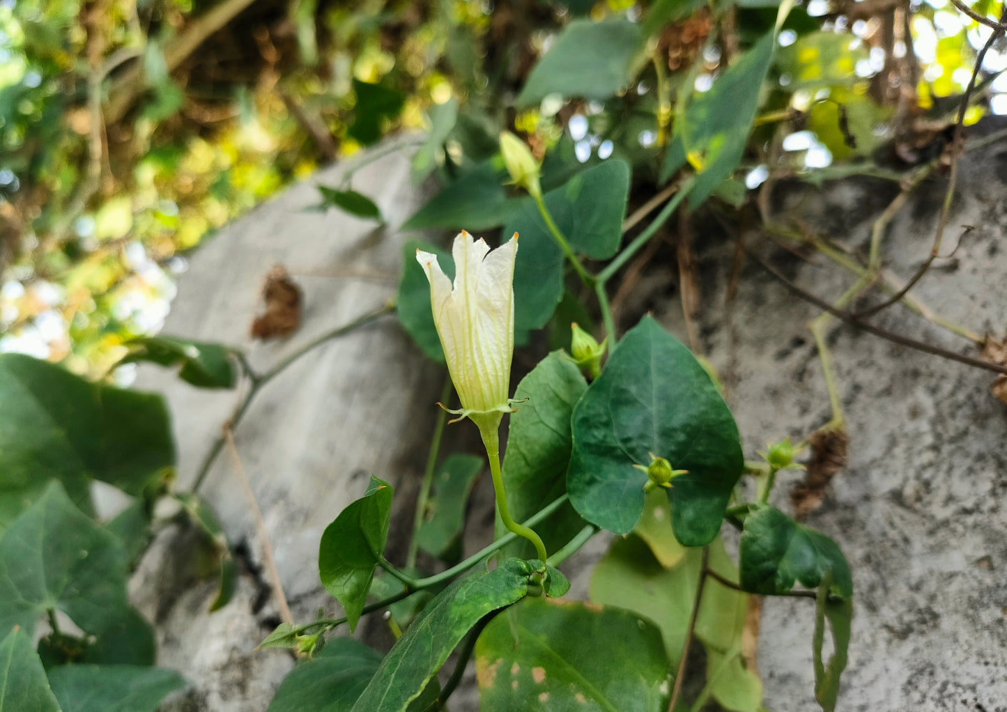 50 MOONFLOWER MORNING GLORY White Moon Flower Ipomoea Alba Flower Vine Seeds