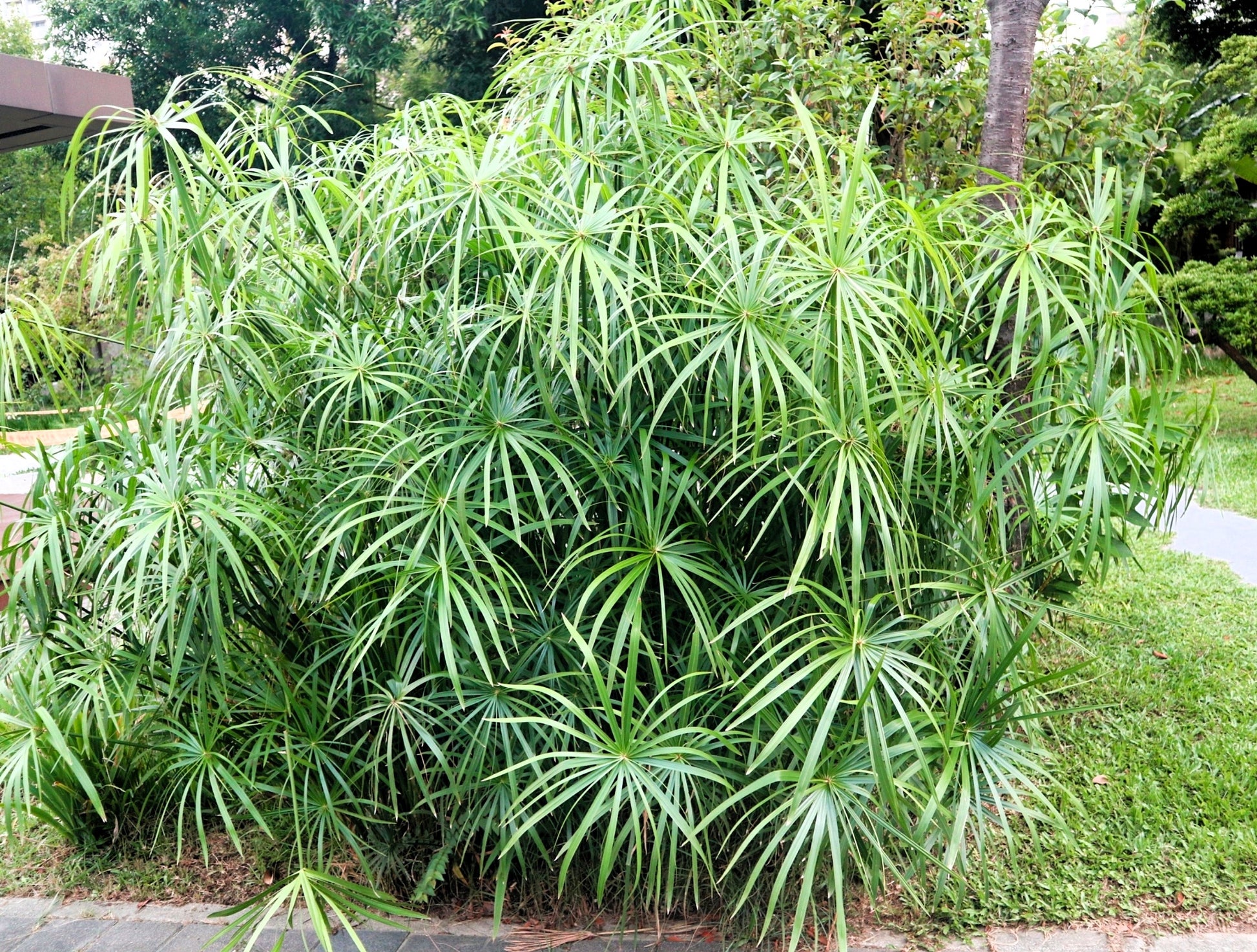 woolly umbrella plant seeds 50 UMBRELLA PALM TREE Cyperus Involucratus Papayrus Sedge Seeds