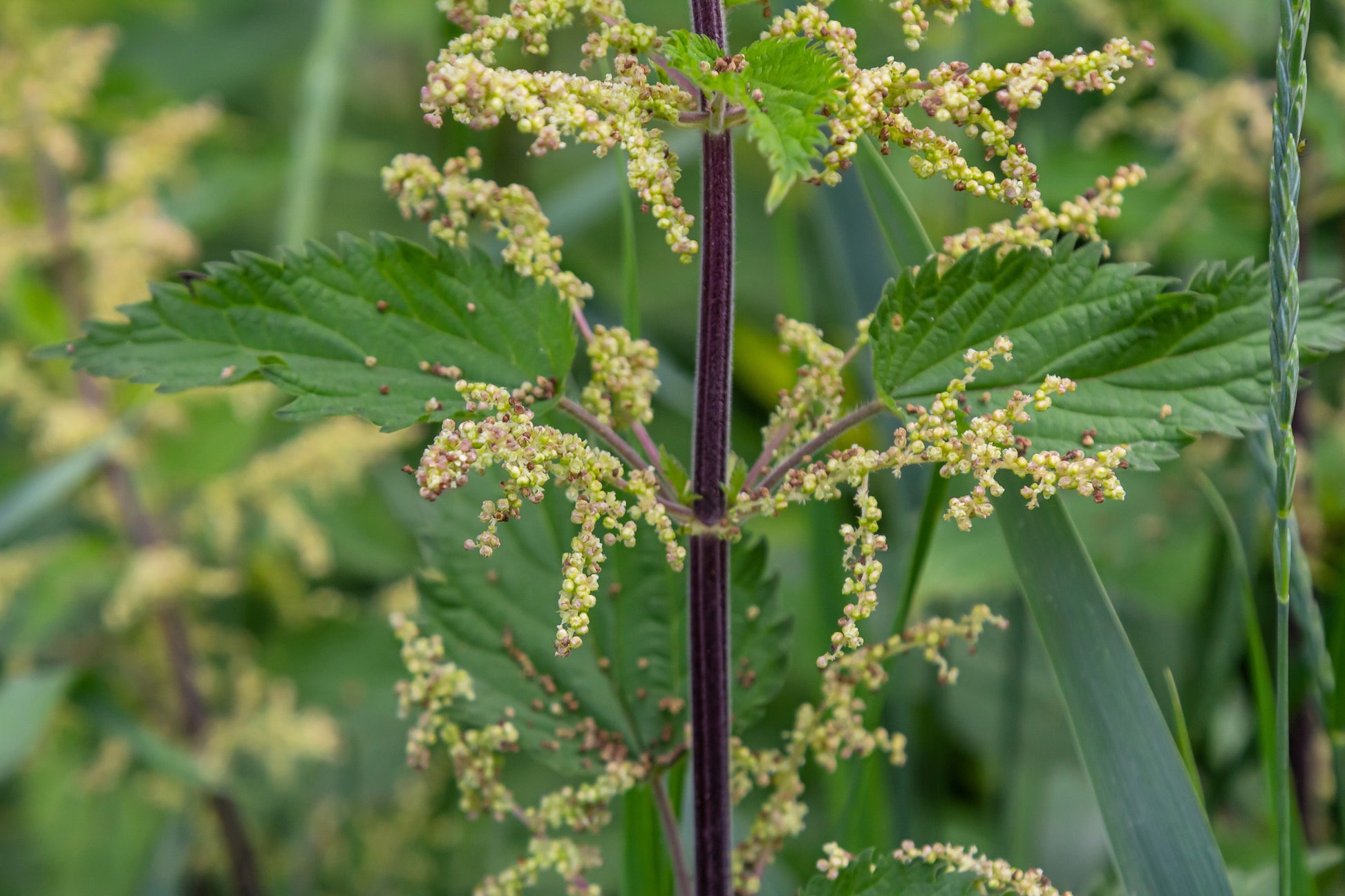 nettle seed plant 200 STINGING NETTLE Urtica Dioica (aka Common, California, or Bull Nettle / Tread Softly) Flower Seeds