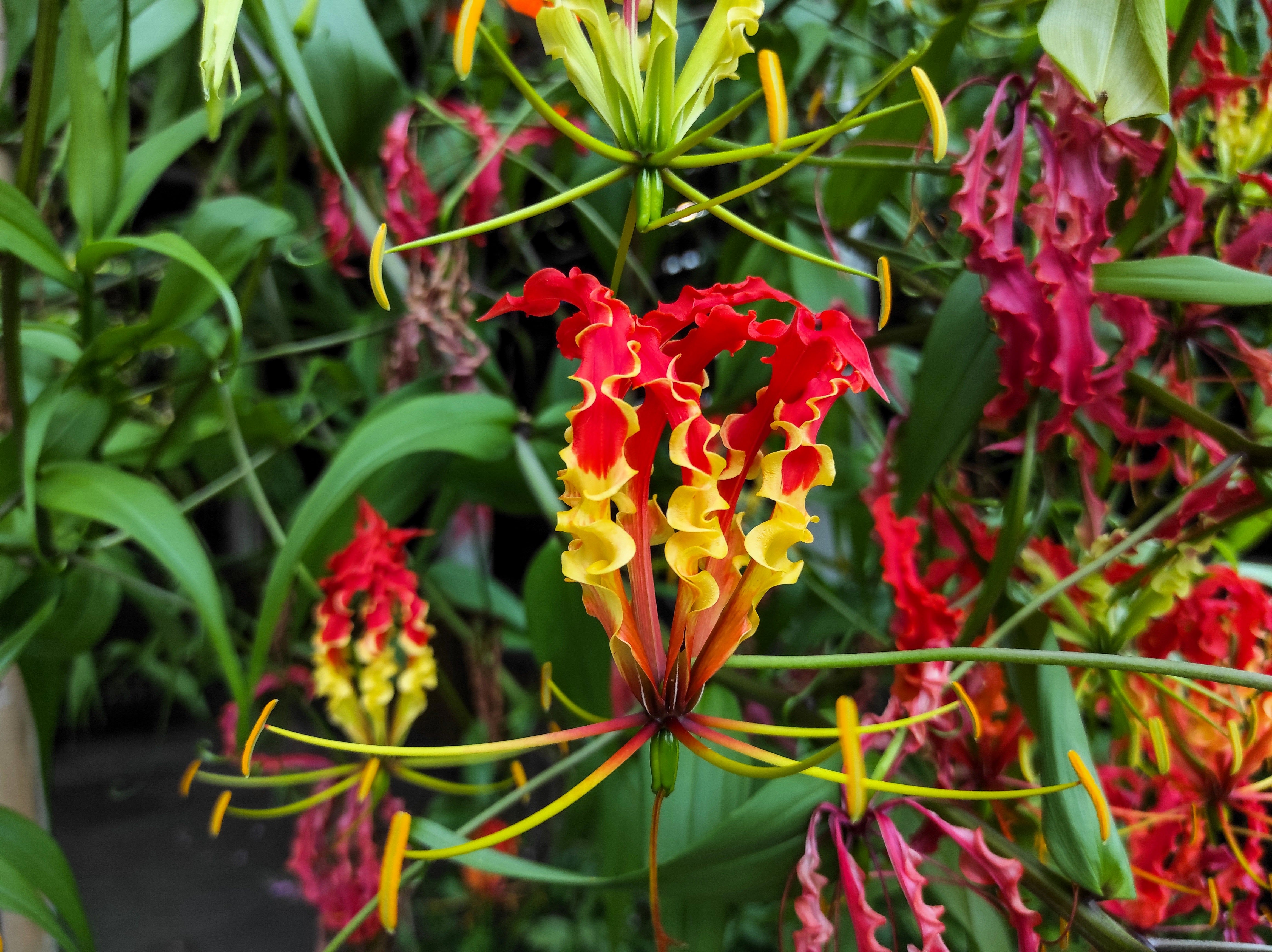 10 RED GLORIOSA LILY Flame Lily Gloriosa Superba Red & Yellow