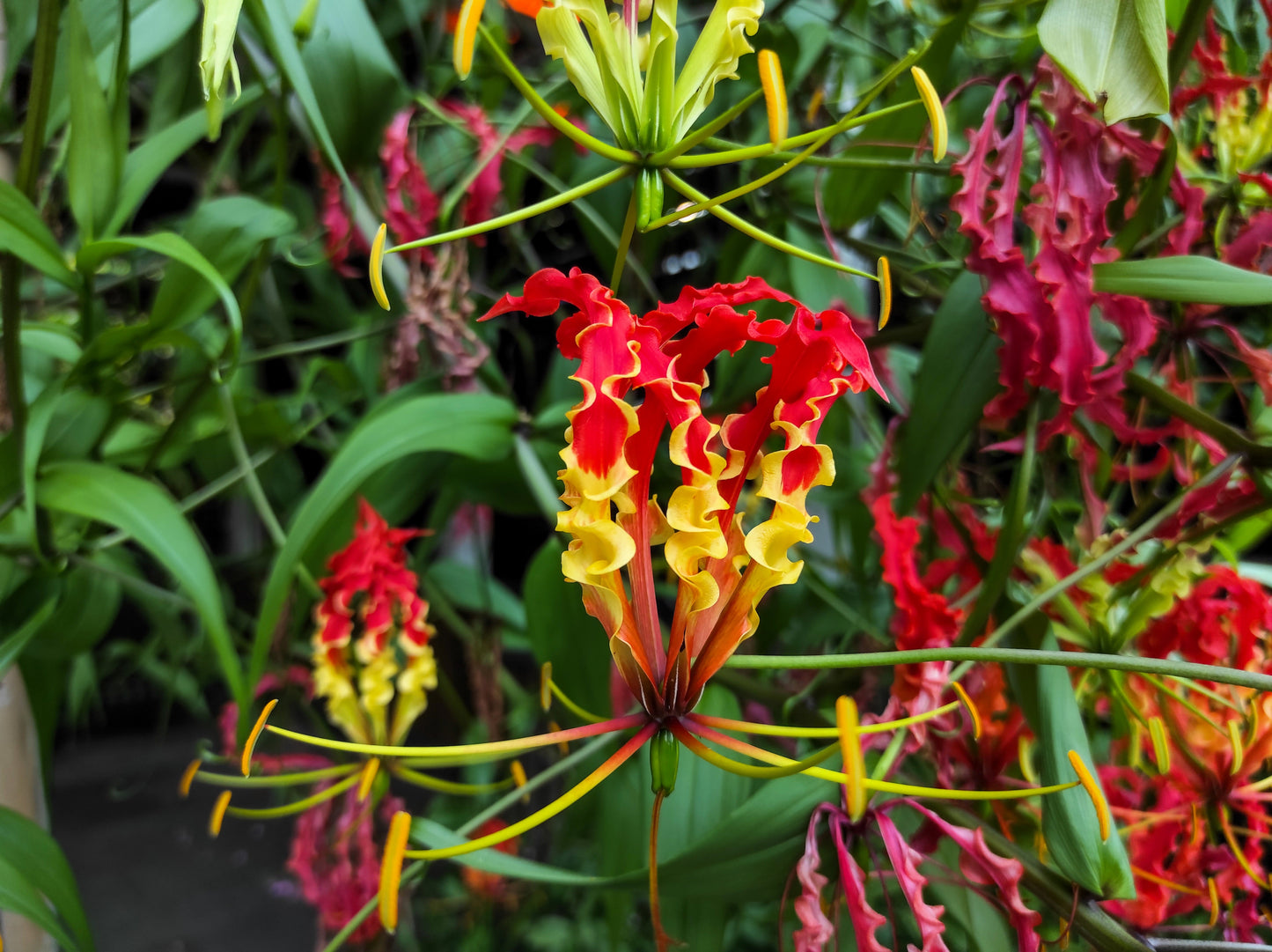 10 RED GLORIOSA LILY Flame Lily Gloriosa Superba Red & Yellow Flower Vine Seeds