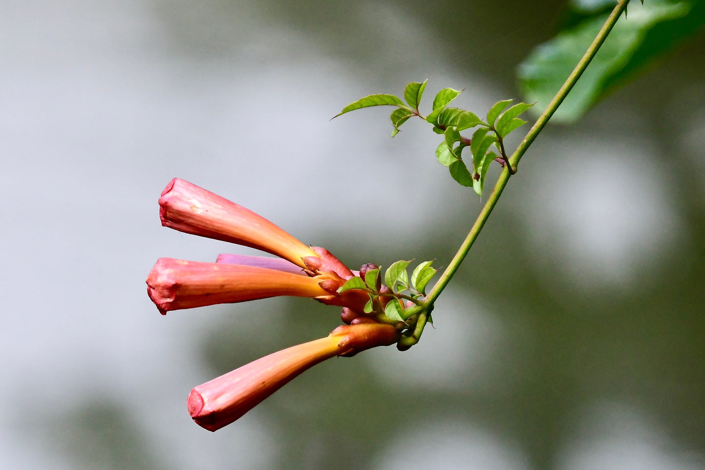 25 Orange HUMMINGBIRD TRUMPET CREEPER Campsis Radicans Vine Flower Seeds