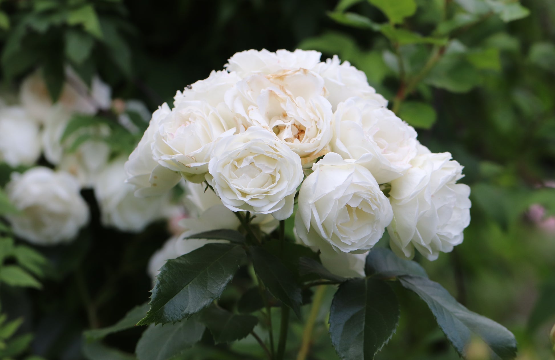 white rose seeds for sale 5 WHITE ROSE Rosa Bush Shrub Perennial Flower Seeds