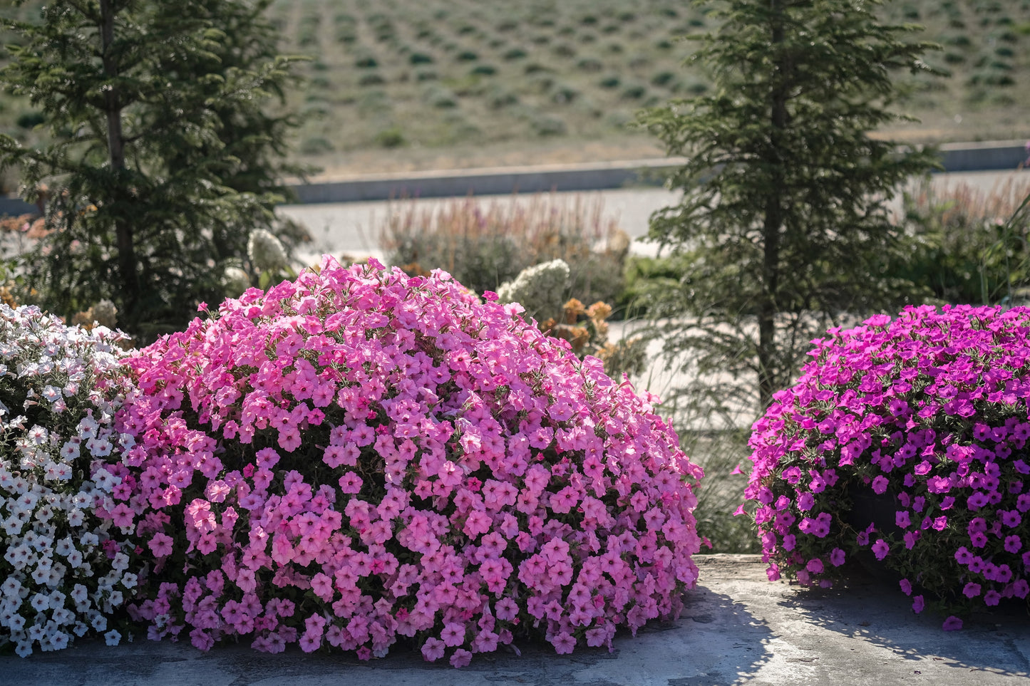 100 PINK PETUNIA Hybrida Pollinator Garden Container Flower Seeds