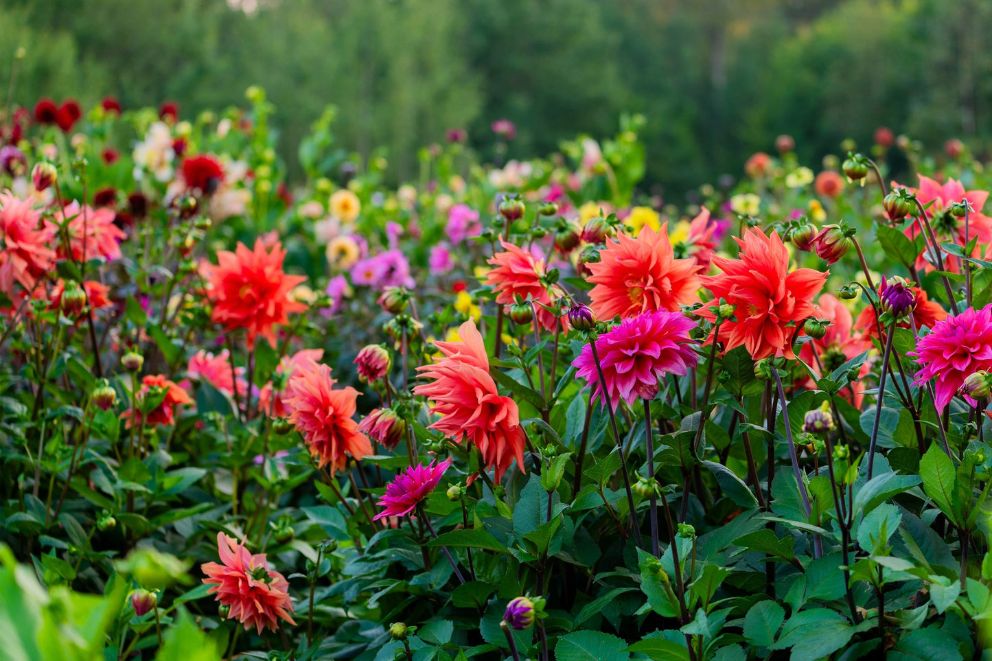 dahlia flowers from seed 50 EARLY BIRD DAHLIA Mixed Colors Flower Seeds – Seedville USA