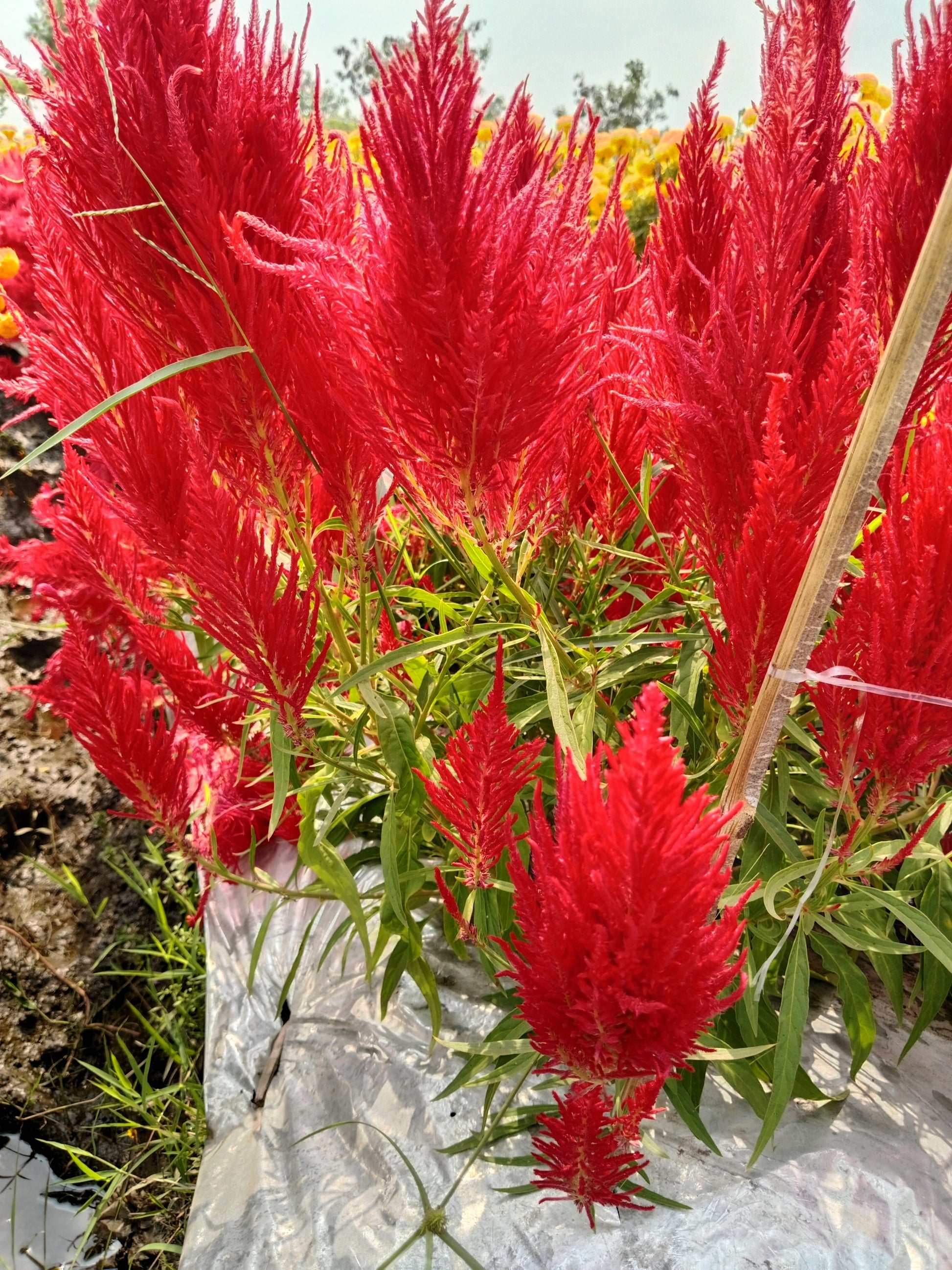 coxcomb flower seeds 100 RED Forest Fire COCKSCOMB CELOSIA Plumosa Seeds