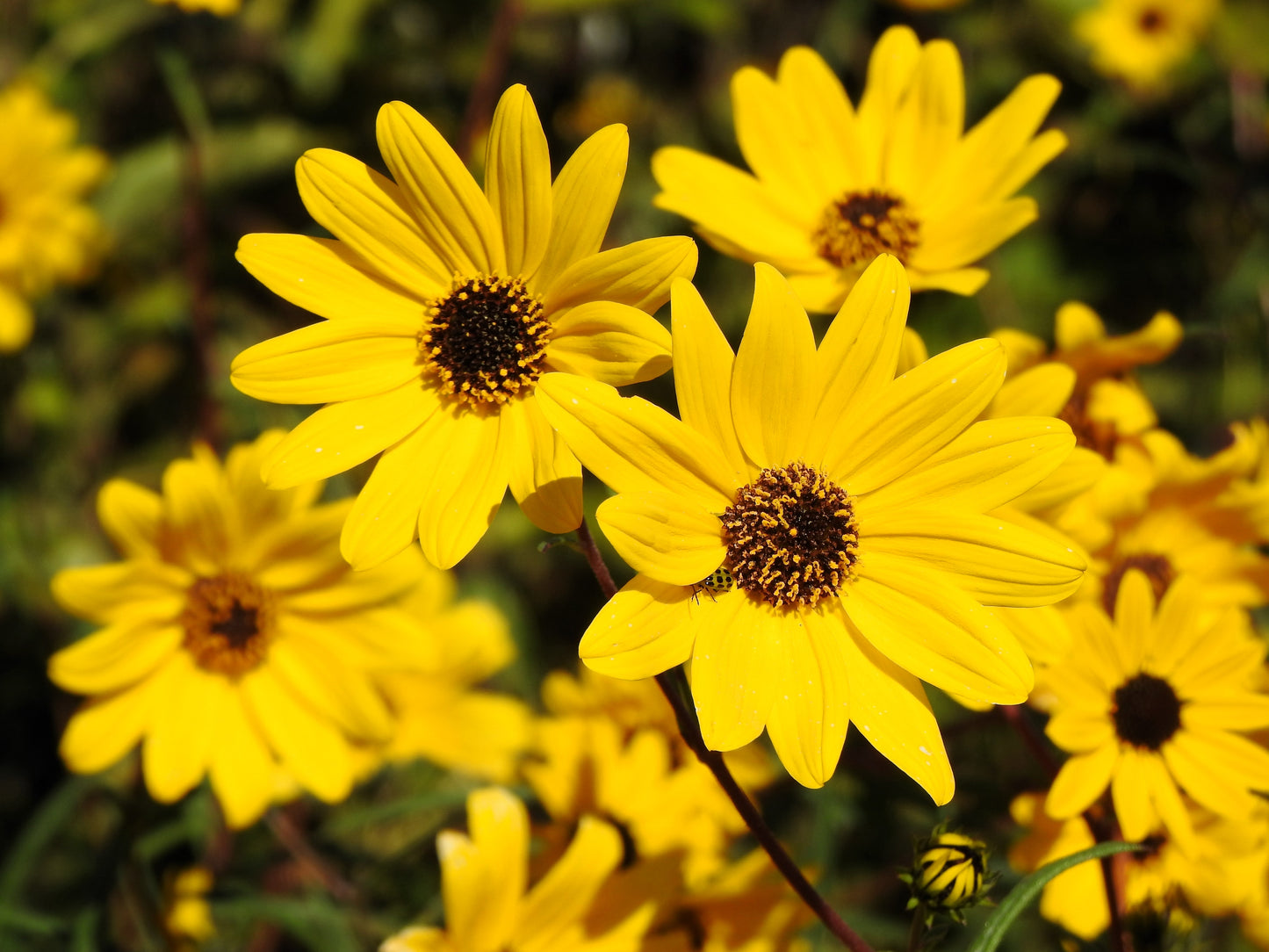 100 SWAMP SUNFLOWER (Narrowleaf Sunflower) Helianthus Angustifolius Flower Seeds