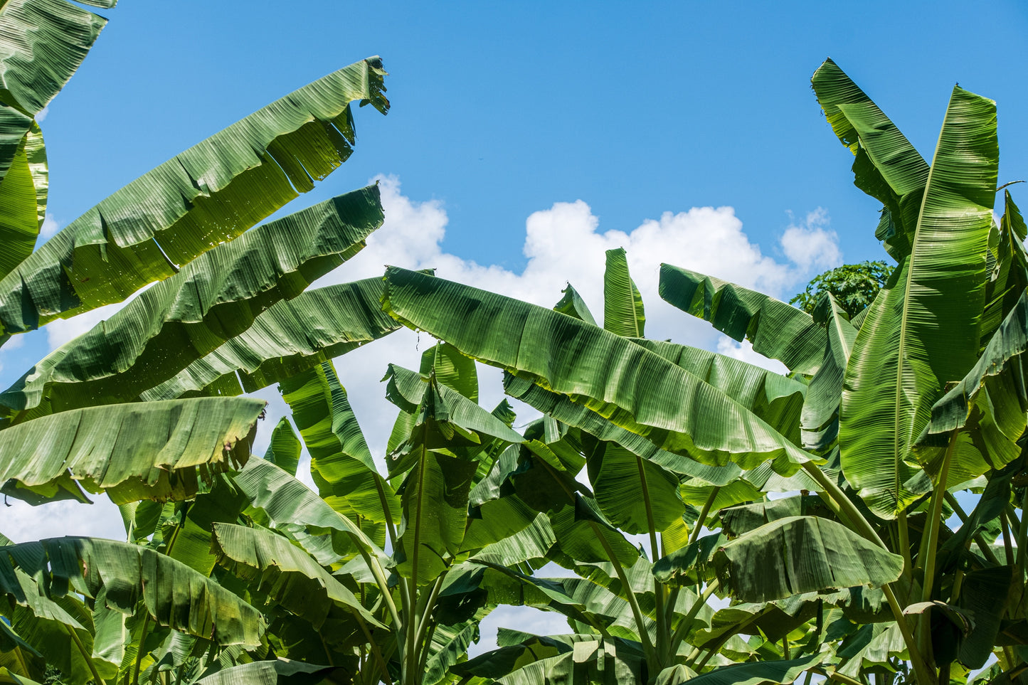 5 SNOW BANANA Musa Ensete Glaucum Nepalensis Hardy Tree Houseplant Seeds