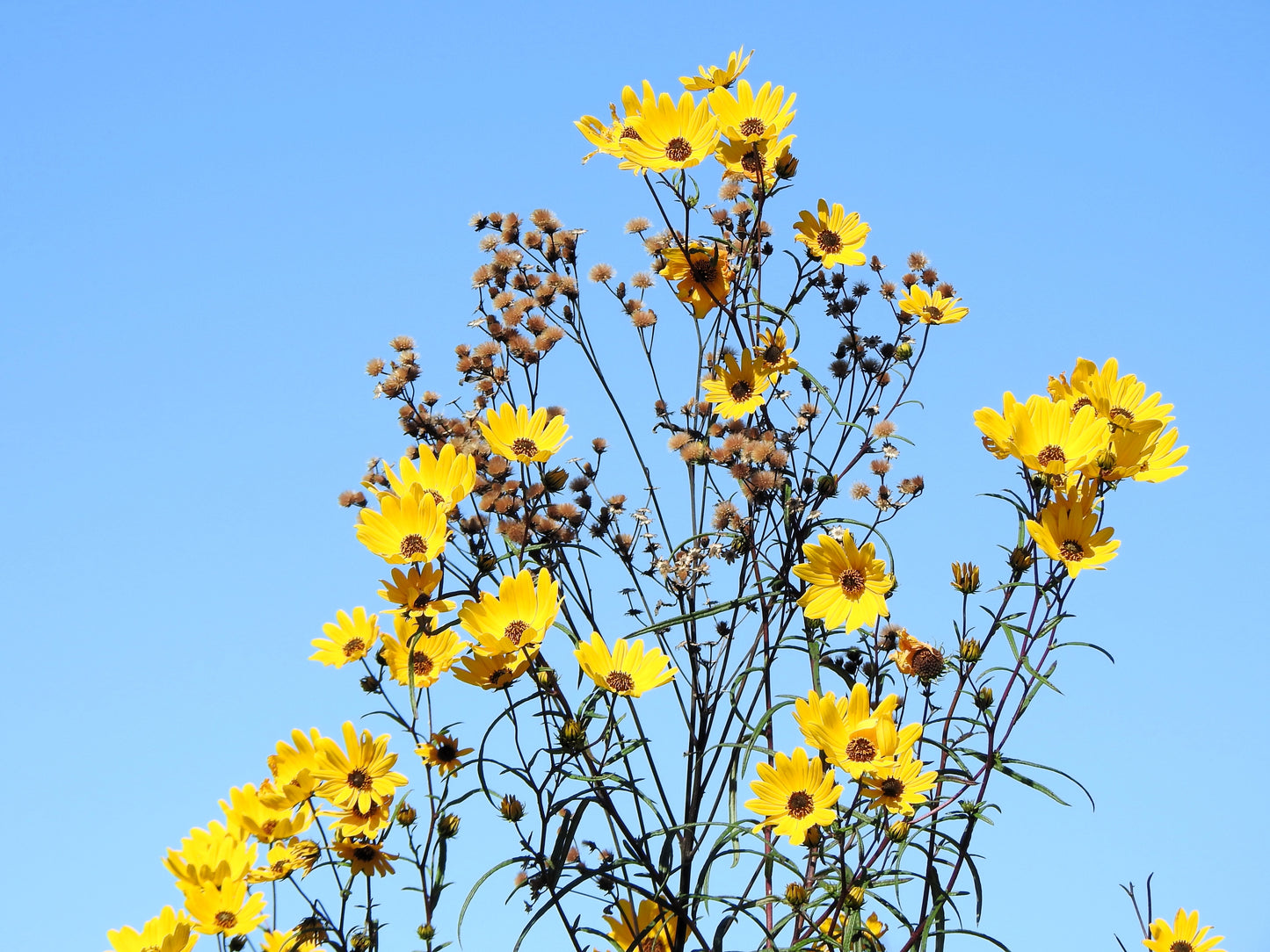 100 SWAMP SUNFLOWER (Narrowleaf Sunflower) Helianthus Angustifolius Flower Seeds