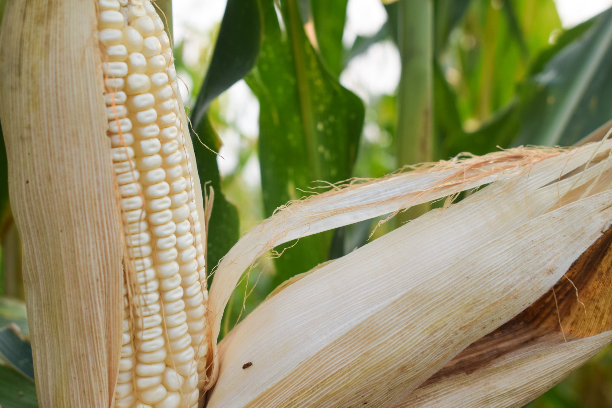 white corn seeds for planting 100 Country GENTLEMAN WHITE CORN Sweet Heirloom Zea Mays Vegetable See – Seedville USA