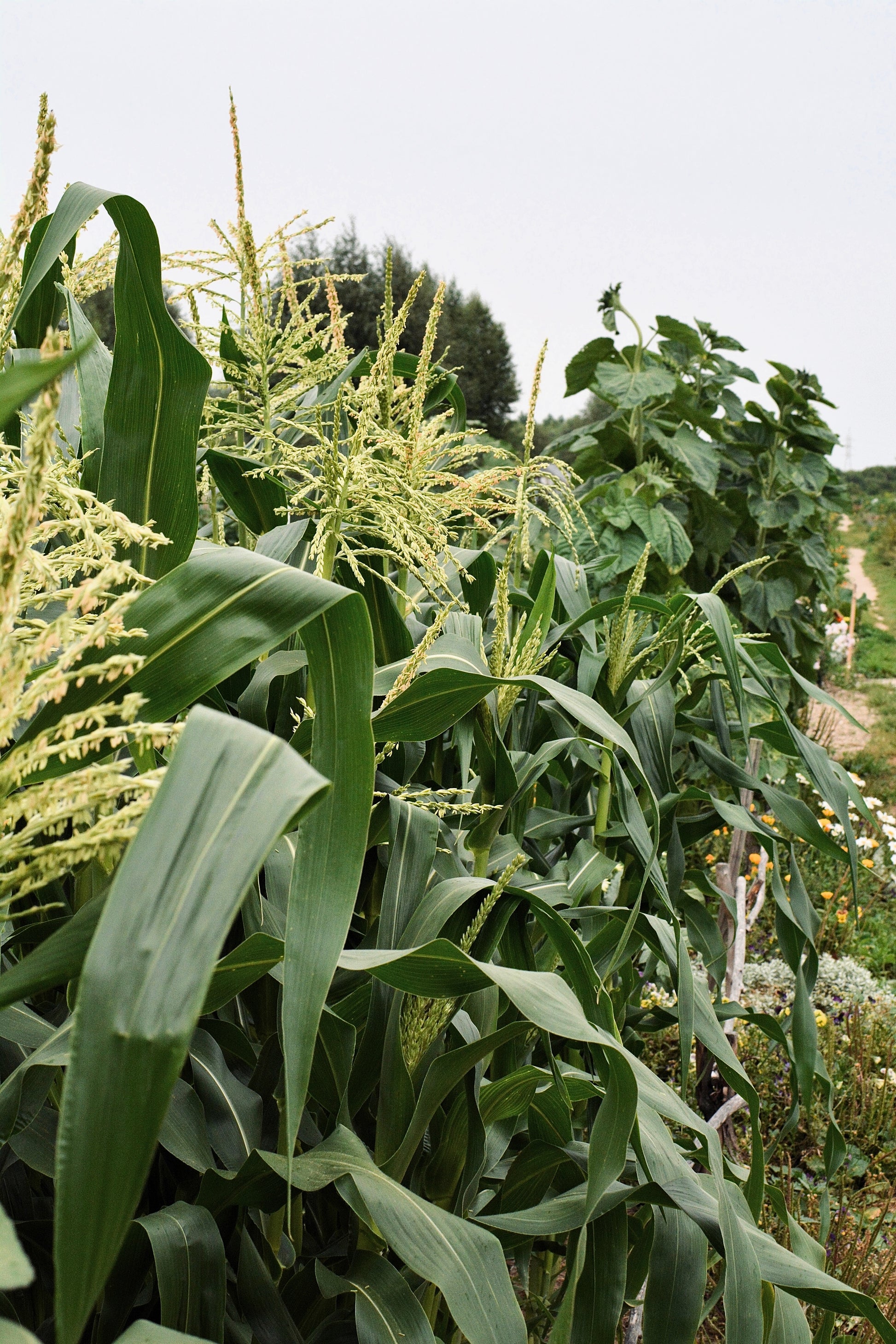 popcorn seeds plant 150 Red STRAWBERRY POPCORN CORN Zea Mays Vegetable Seeds – Seedville USA