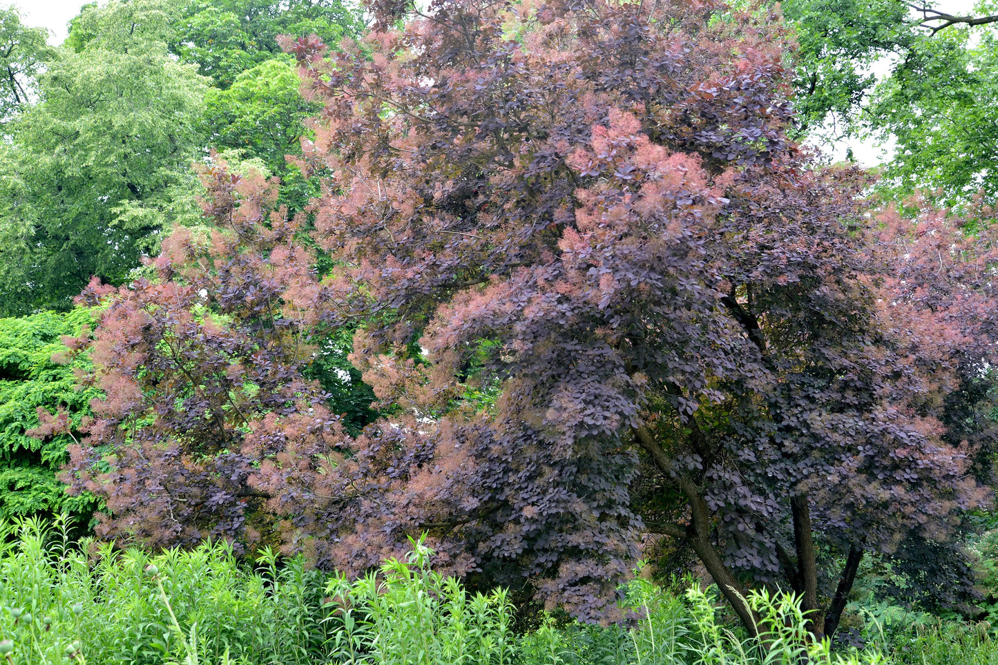 30 PURPLE SMOKE TREE Shrub Smokebush Cotinus Coggygria Rhus Cotinus Sumach Seeds