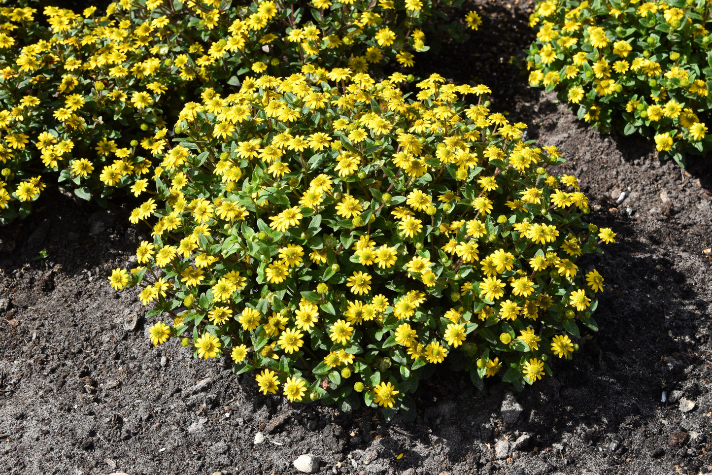 150 YELLOW CREEPING ZINNIA Sanvitalia Procumbens Seeds